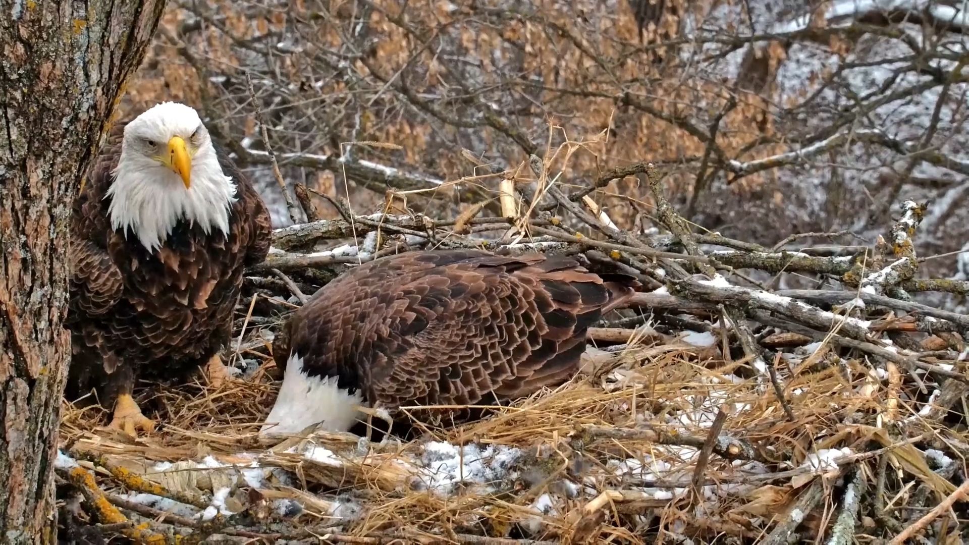 1920x1080 Raptor Resource Project: Bald Eagle and Bird of Prey Cams
