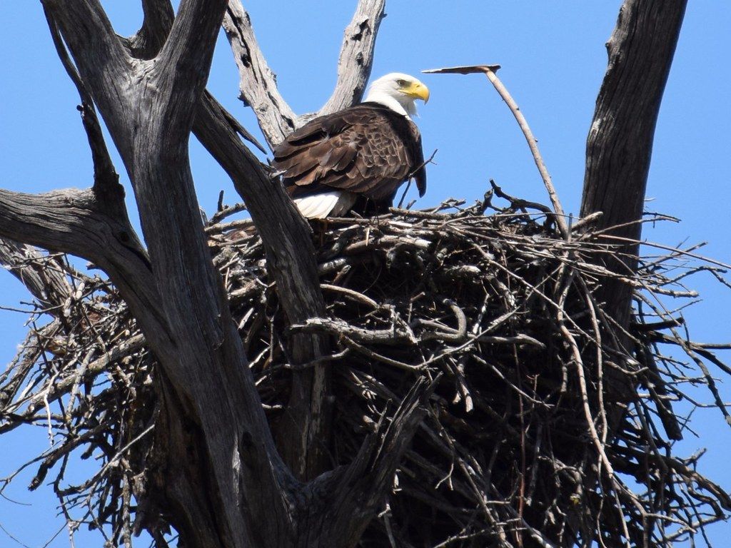 1024x768 Bald Eagle Nest