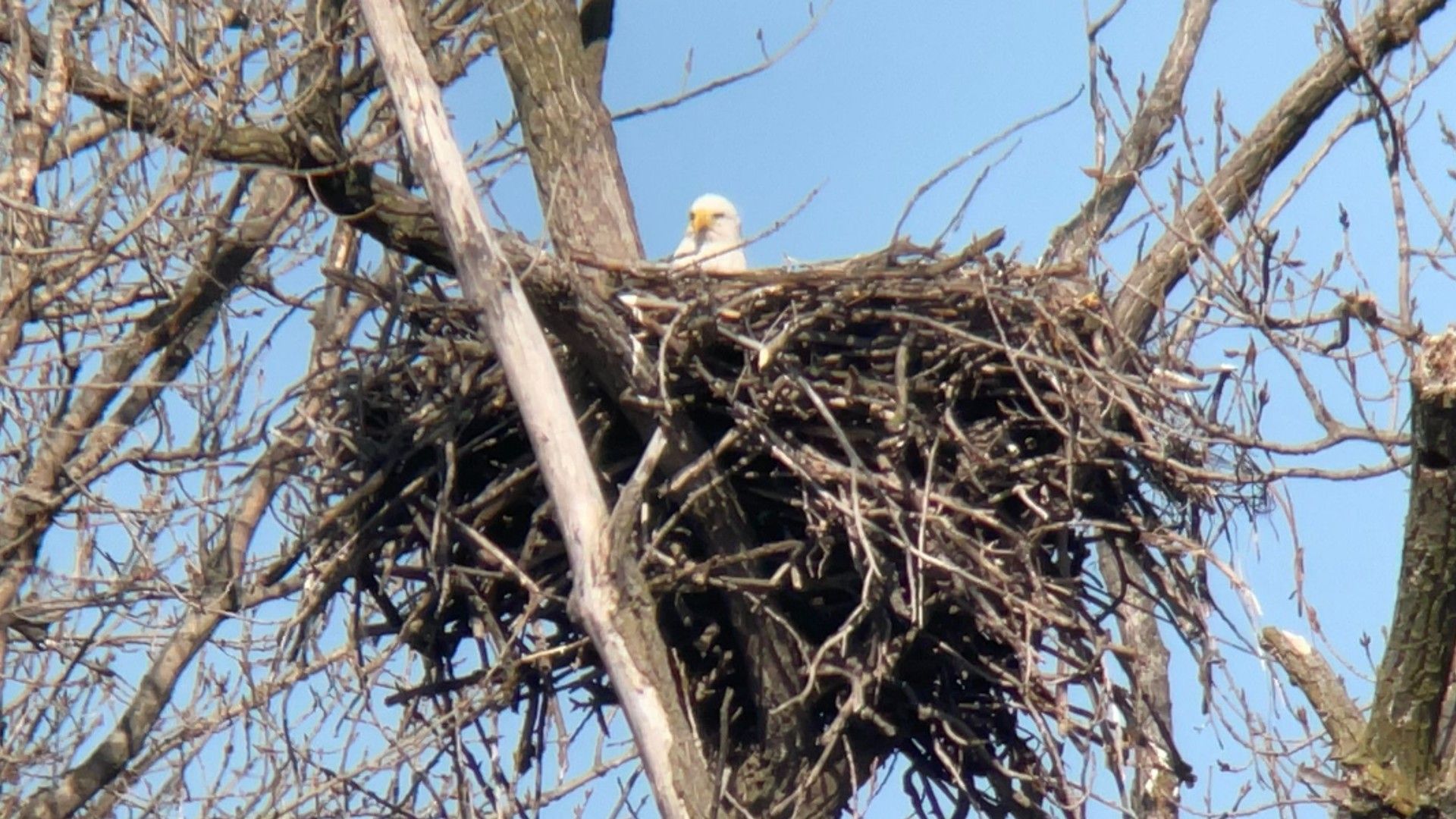 1920x1080 bald eagle nests expecting hatchings next month in Will County
