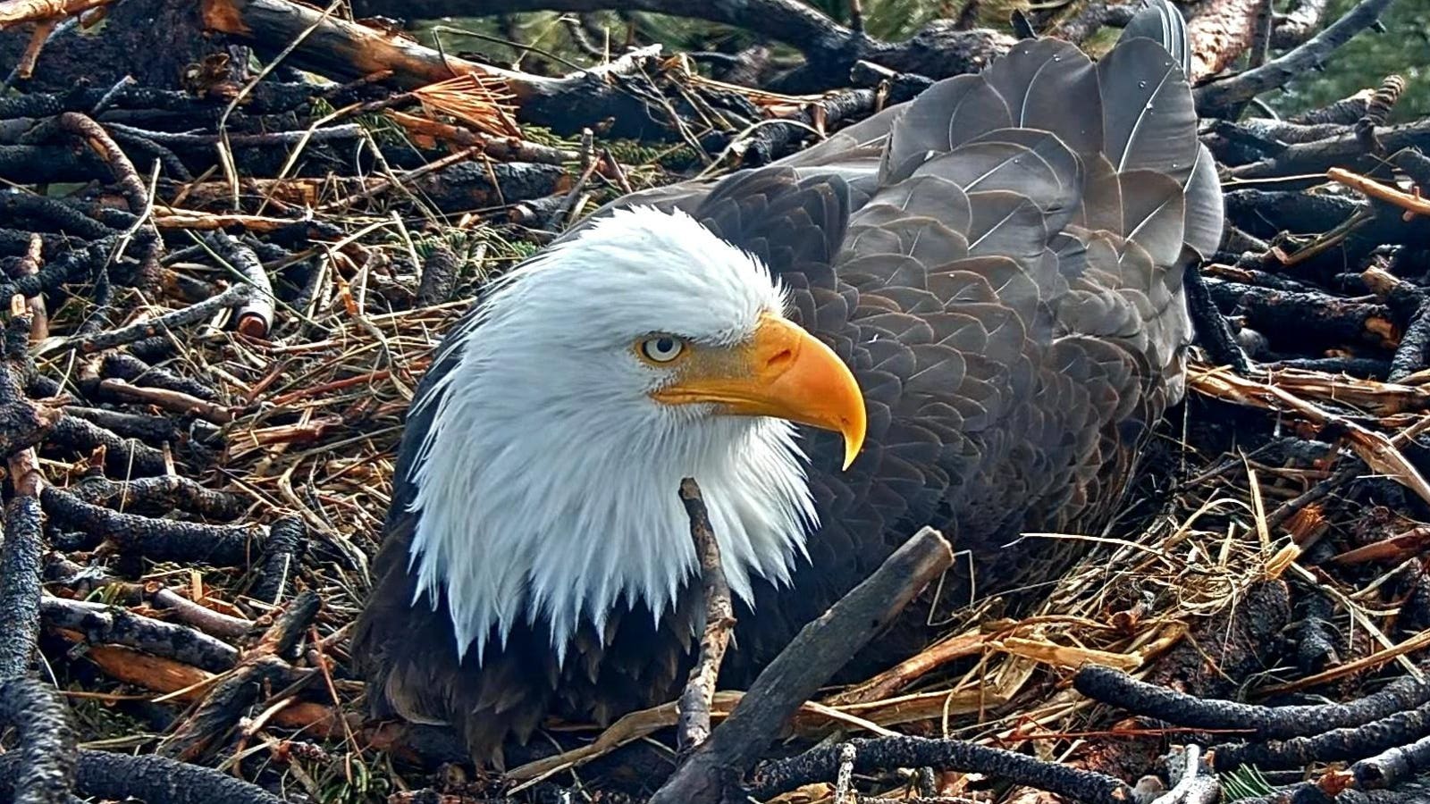1600x900 Watch Bald Eagle Eggs Hatch On Live Nest Cam