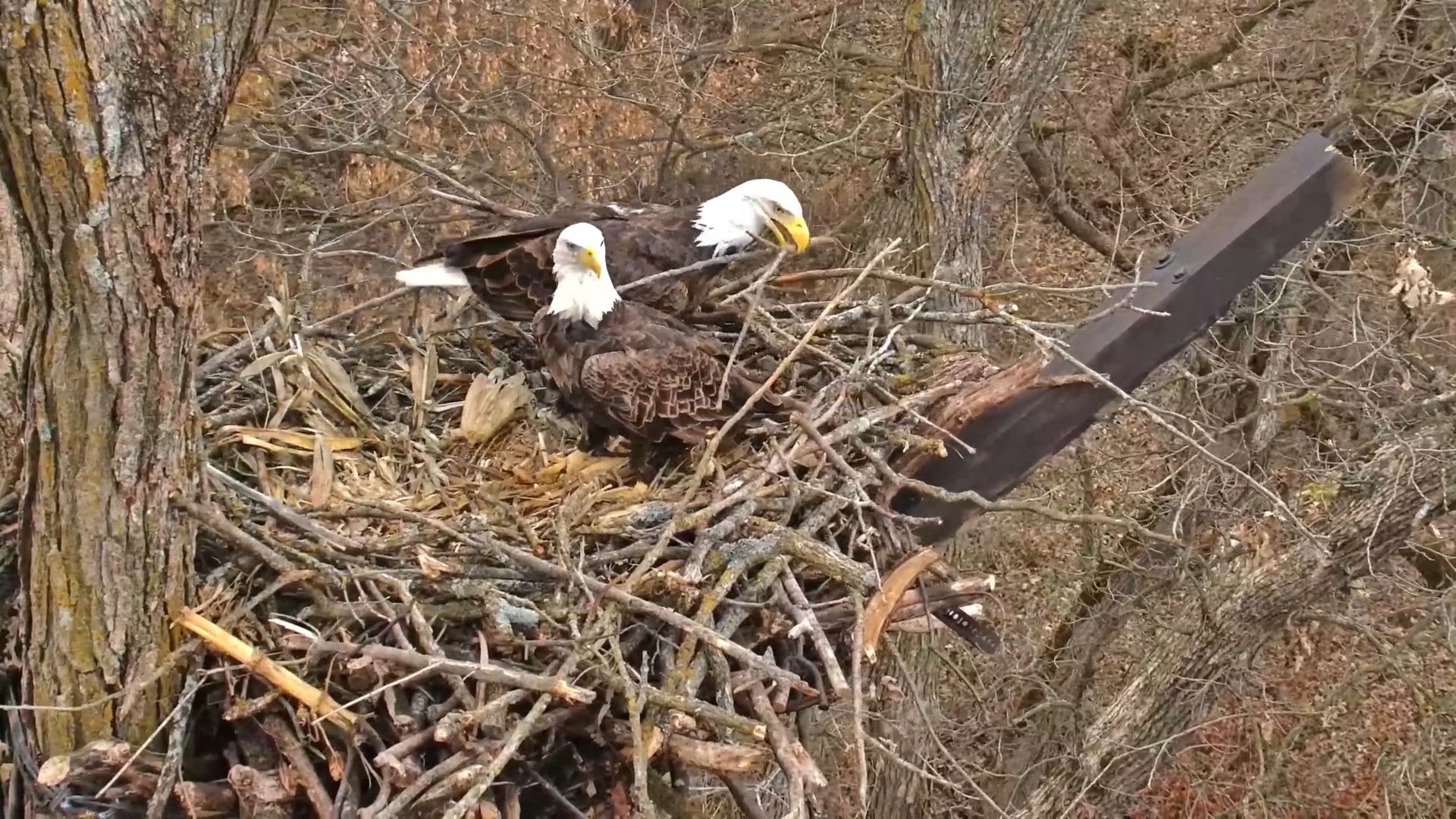 1920x1080 Raptor Resource Project: Bald Eagle and Bird of Prey Cams