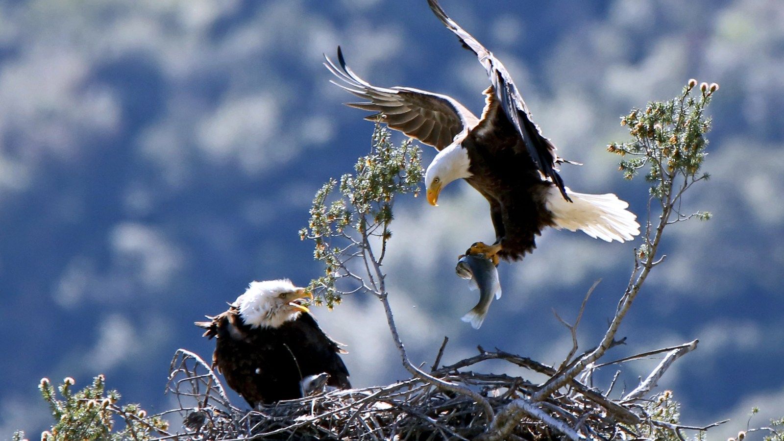 1600x900 Bald eagles have found themselves a new home: Suburbia