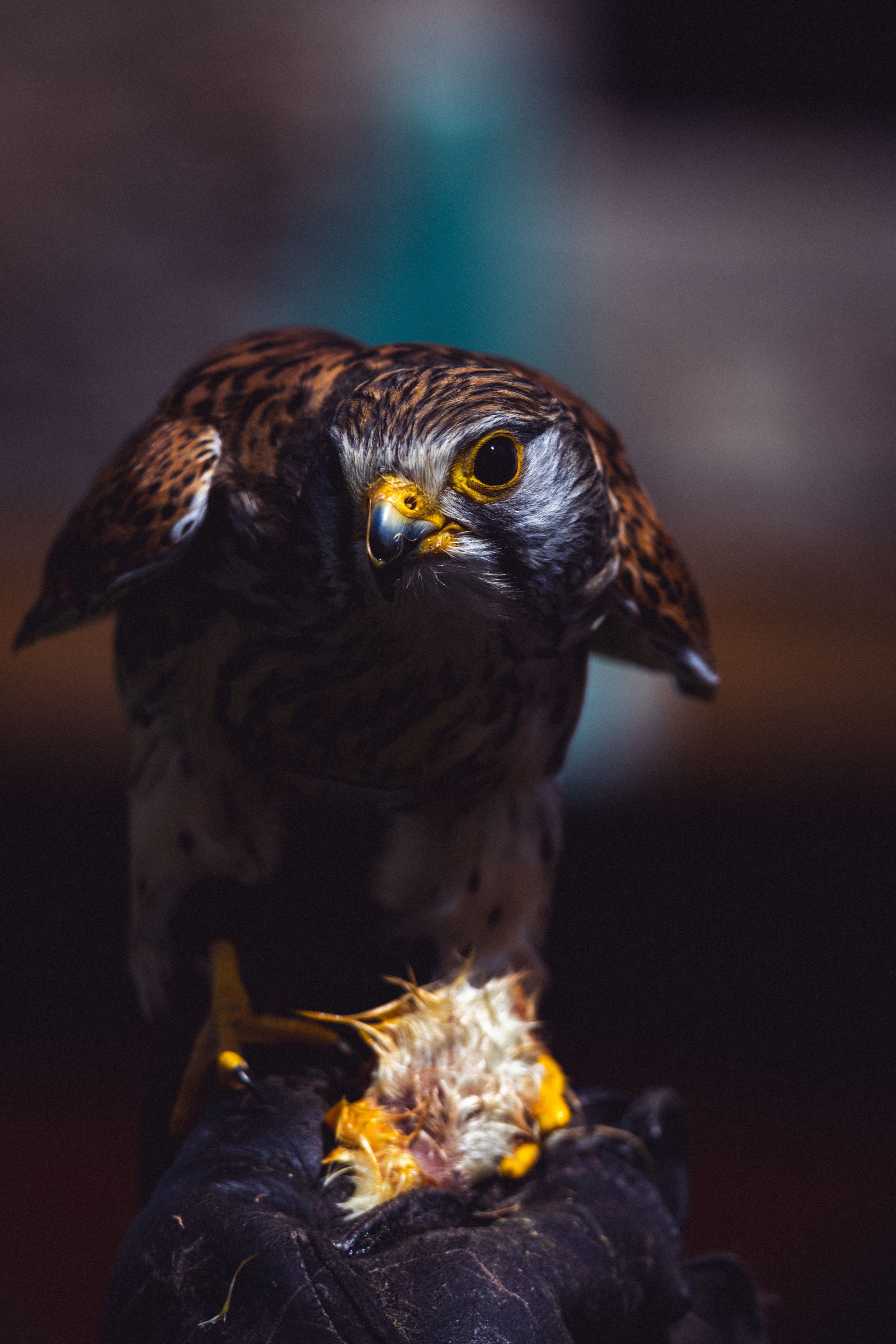 4000x6000 Eagle in Nest · Free