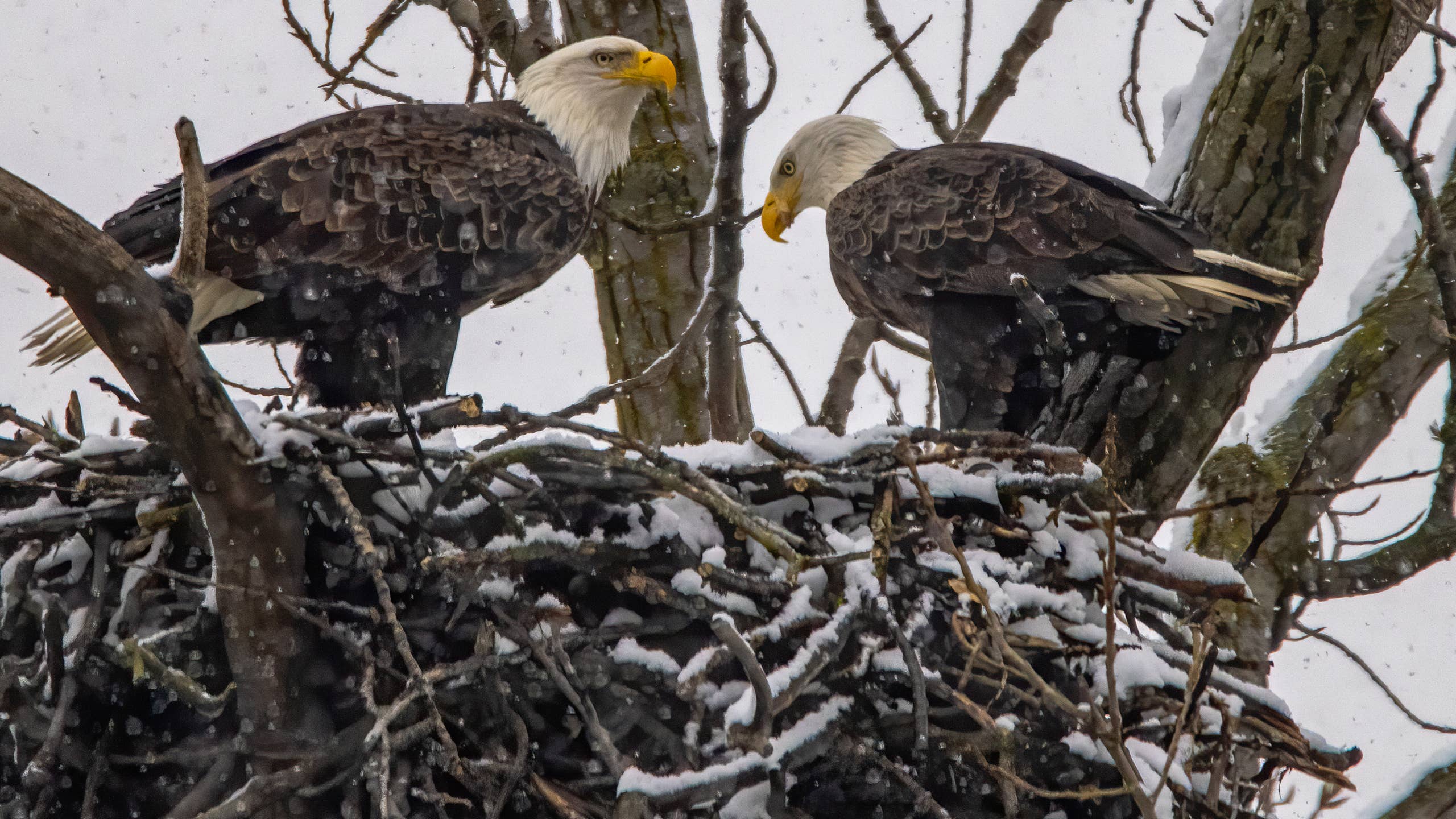 2560x1440 Famous' Bald Eagle Brings Sweetest Surprise to Mom Sitting on Three Eggs