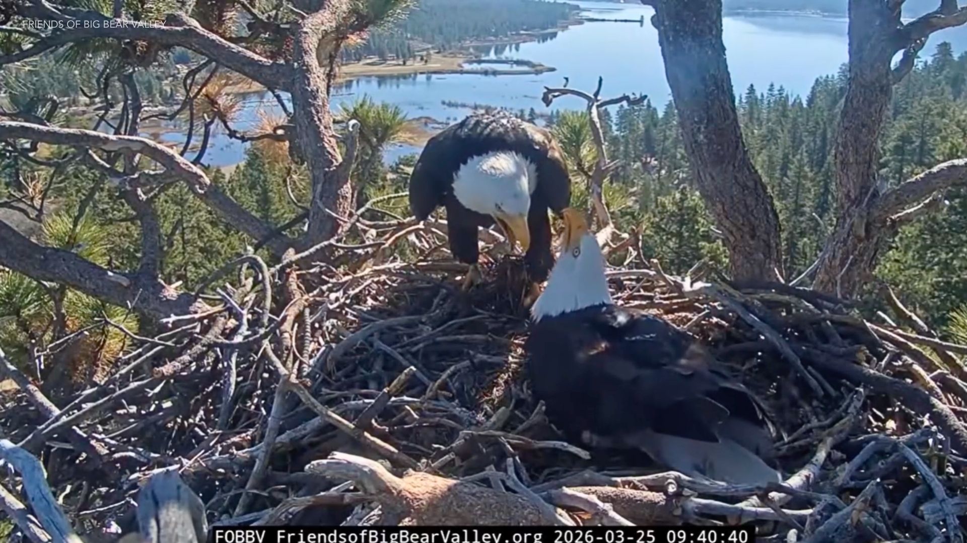 1920x1080 Big Bear eagle nest nears hatch as pip watch approaches