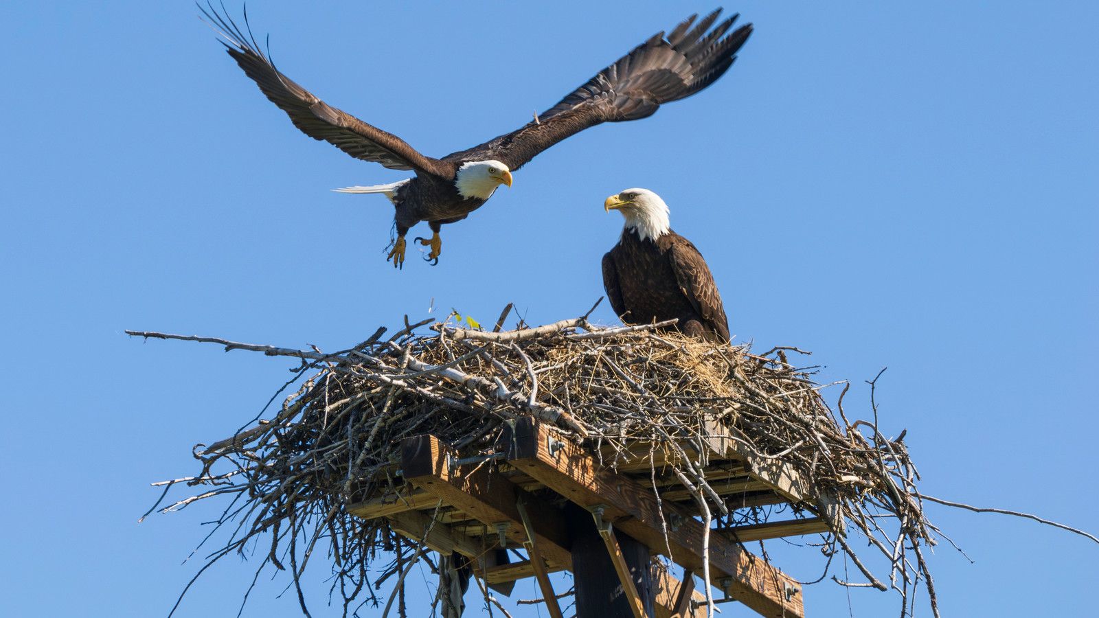 1600x900 Big Bear Bald Eagles Jackie And Shadow Welcome Two New Eaglets In The Nest