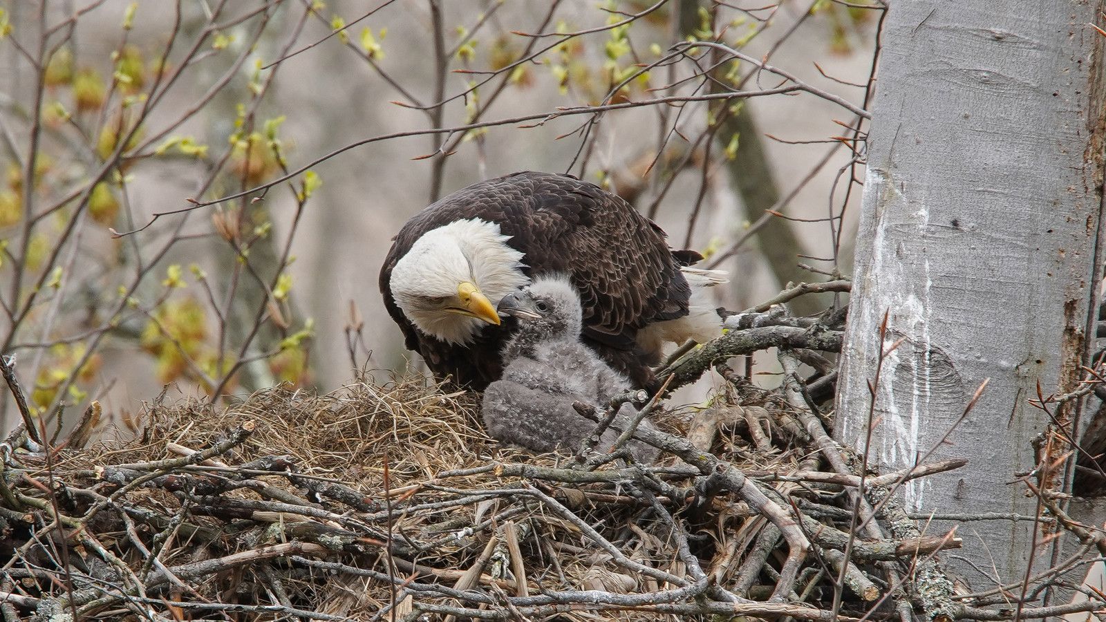 1600x900 Jackie And Shadow Celebrate As Their Eaglets Take Their First Steps Around The Nest