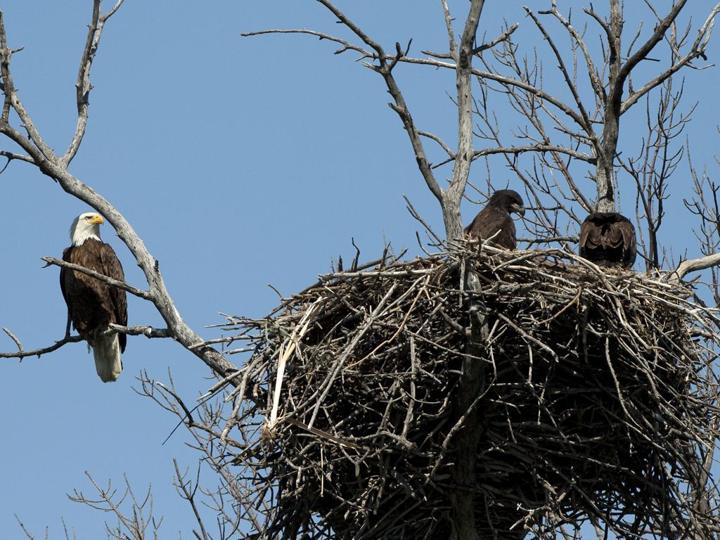 1024x768 Productive Bald Eagle Nest. Monitored Bald Eagle nest in Sa