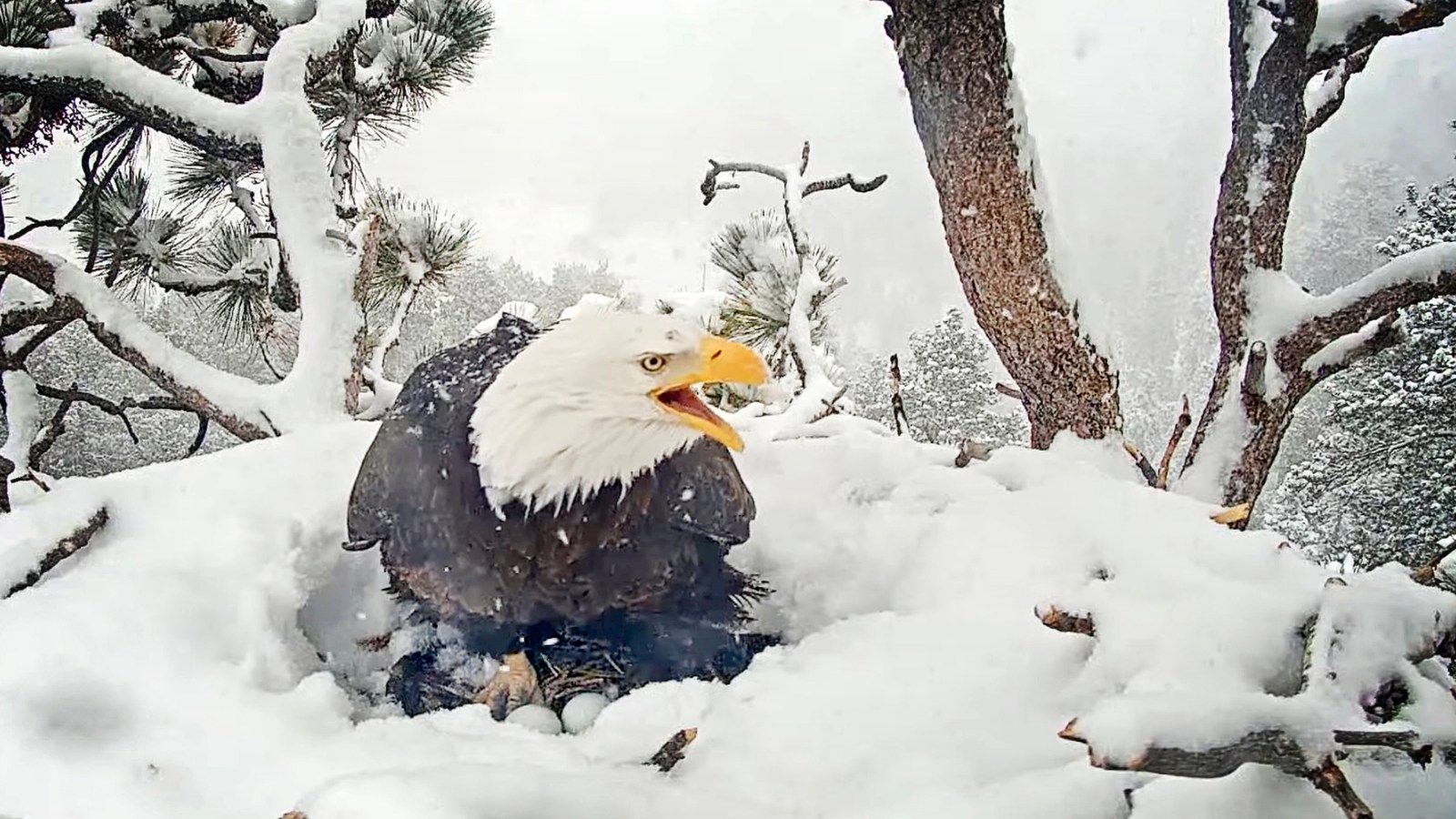 1600x900 Big Bear eagles' nest covered in snow after arrival of 2nd egg