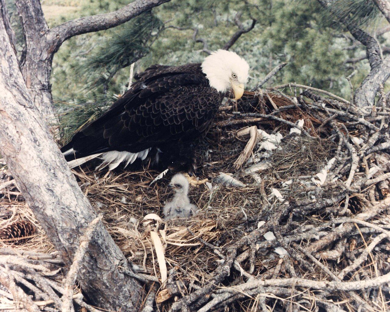 1280x1024 Eagles Nesting (95 589 1).jpeg