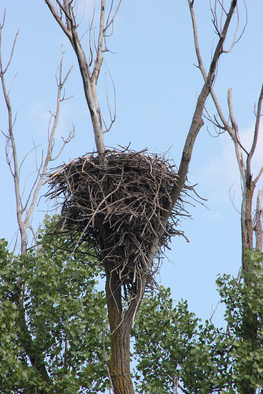 910x1365 Bald eagles nest 1080P, 2K, 4K, 5K HD wallpaper free download