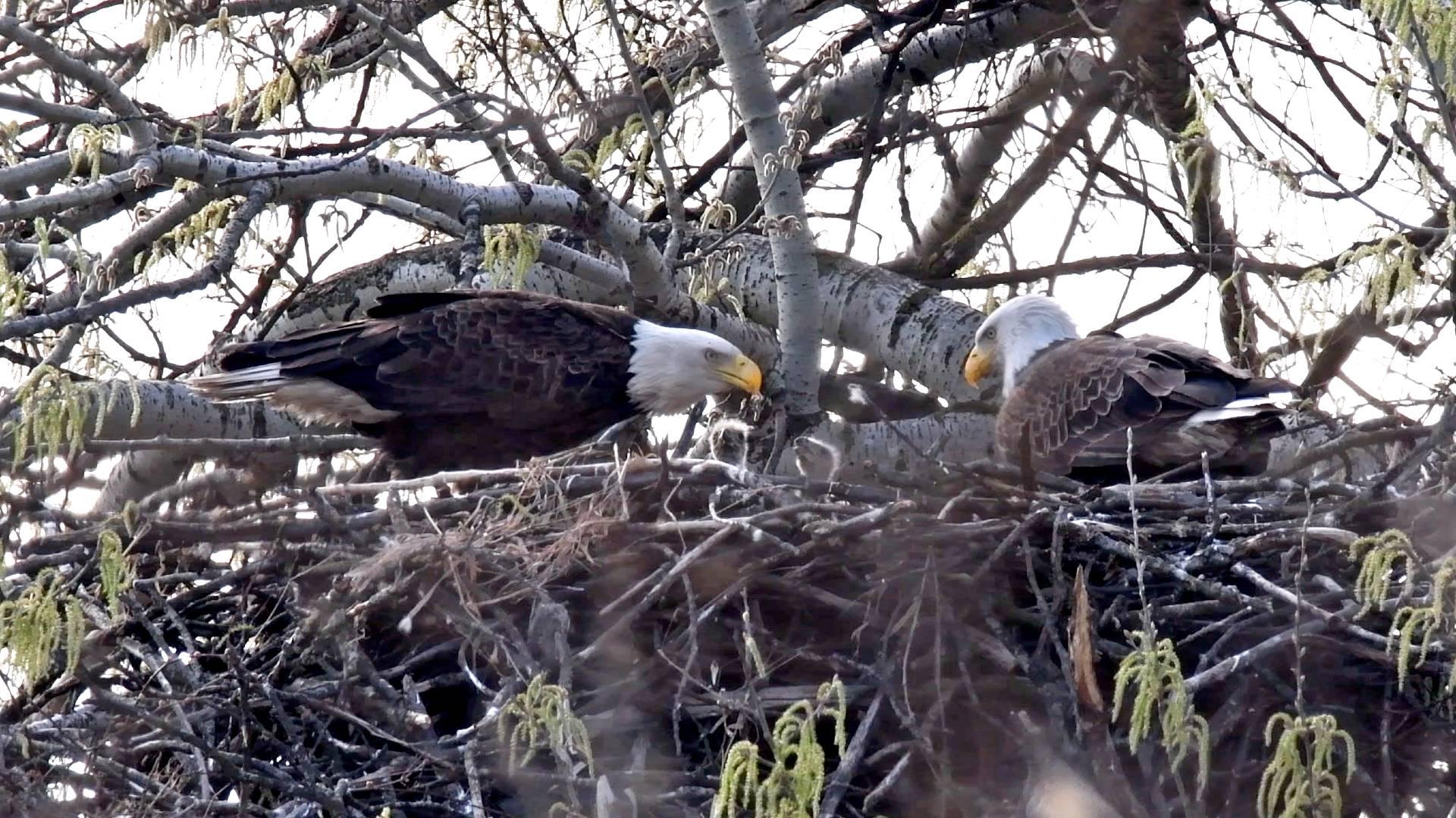 1920x1080 Bald Eagles Confirmed Nesting in Will County. Eaglet Watch Is On