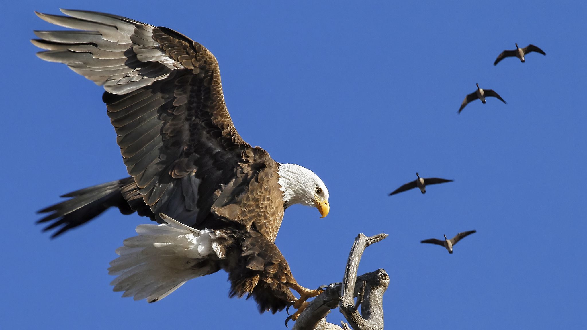 2048x1152 Live: A pair of bald eagles nest at Big Bear Lake in California