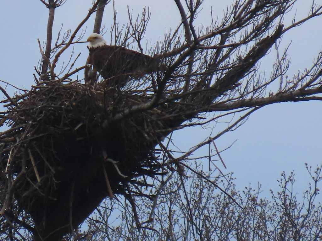 1024x768 Home Improvement Season for Bald Eagles!