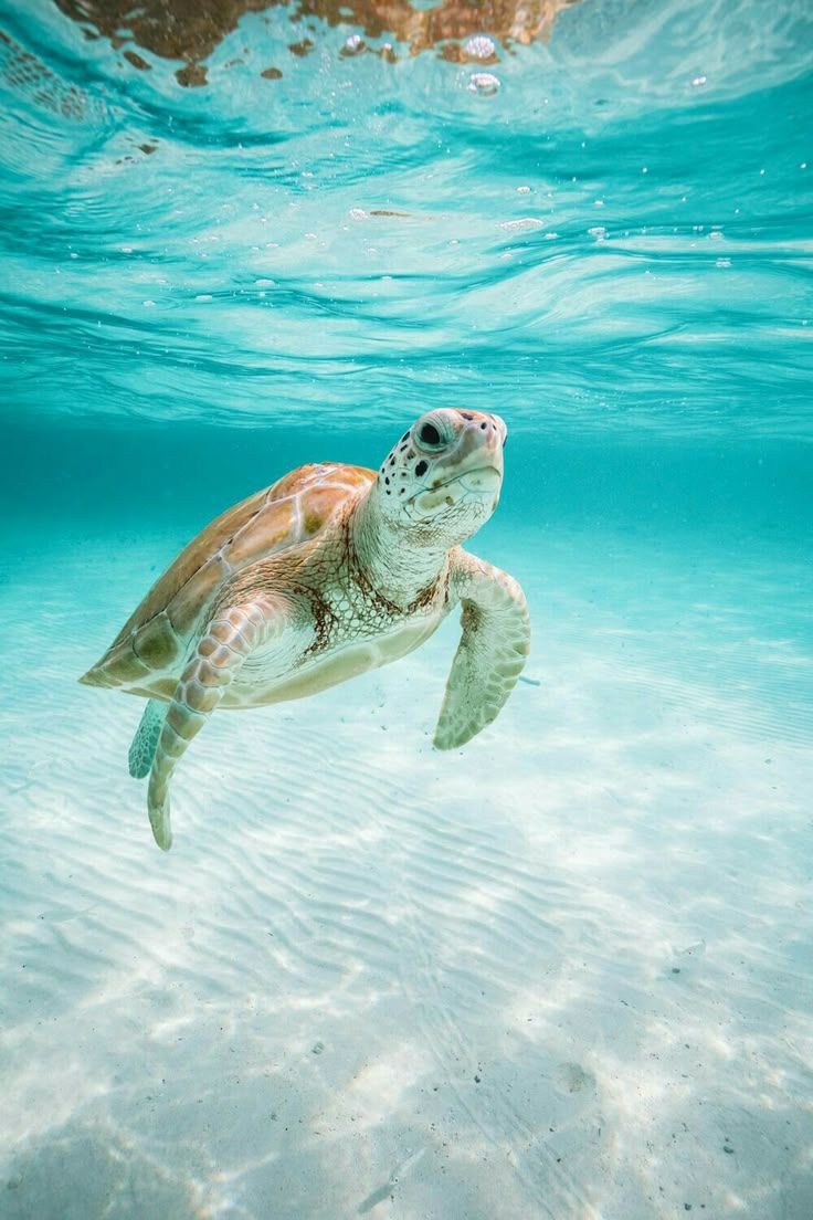 736x1104 Majestic Sea Turtle Swimming in Clear Blue Water. Aesthetic sea turtle picture, Sea turtles photography