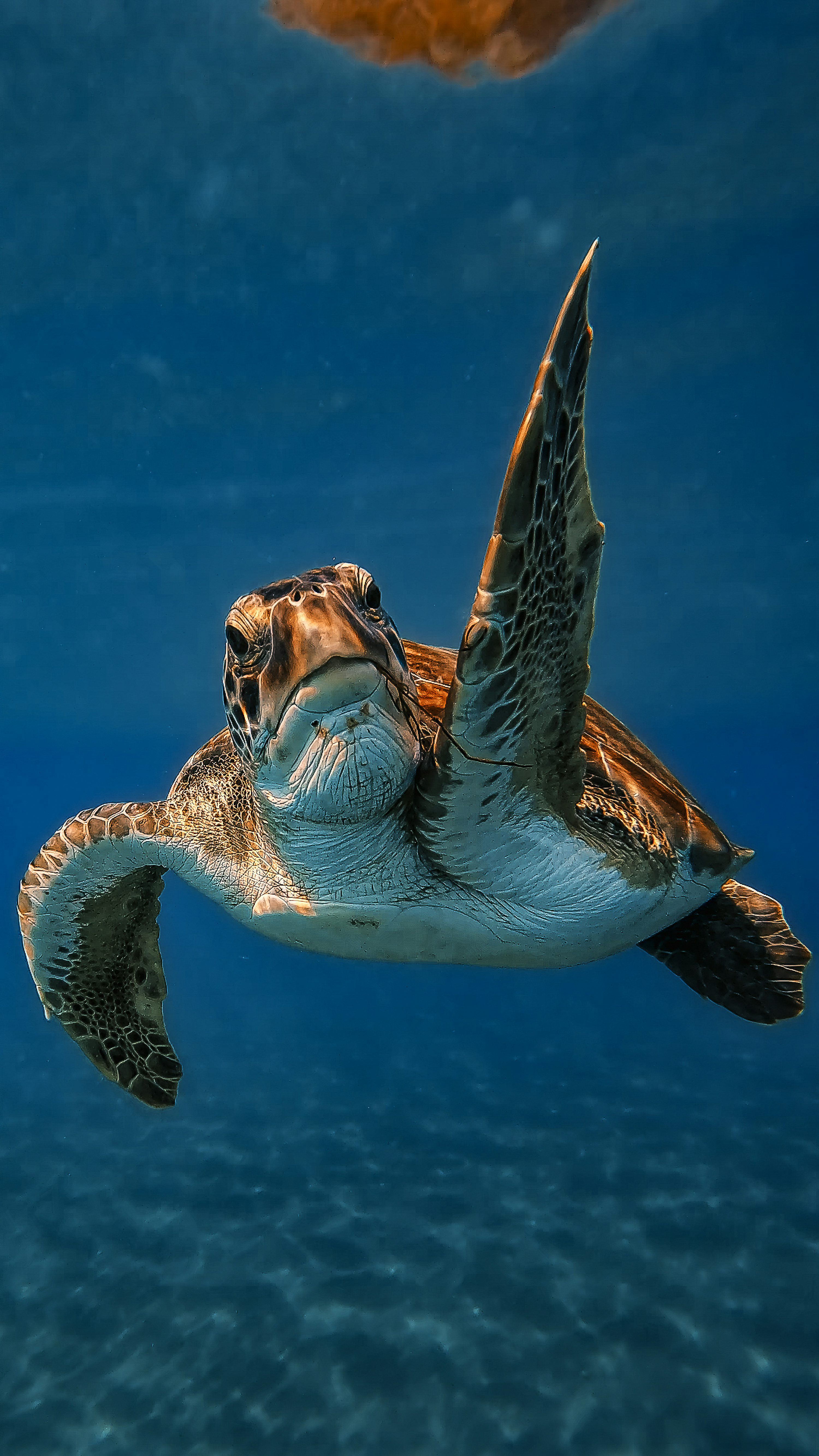 3000x5333 Underwater Turtle Picture. Download Free Image