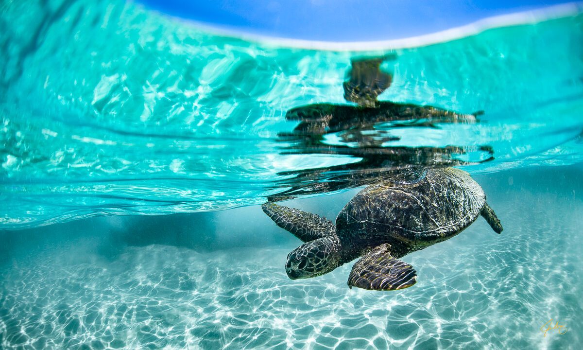 1200x720 Dive. Kua Bay Beach. Big Island, Hawaii