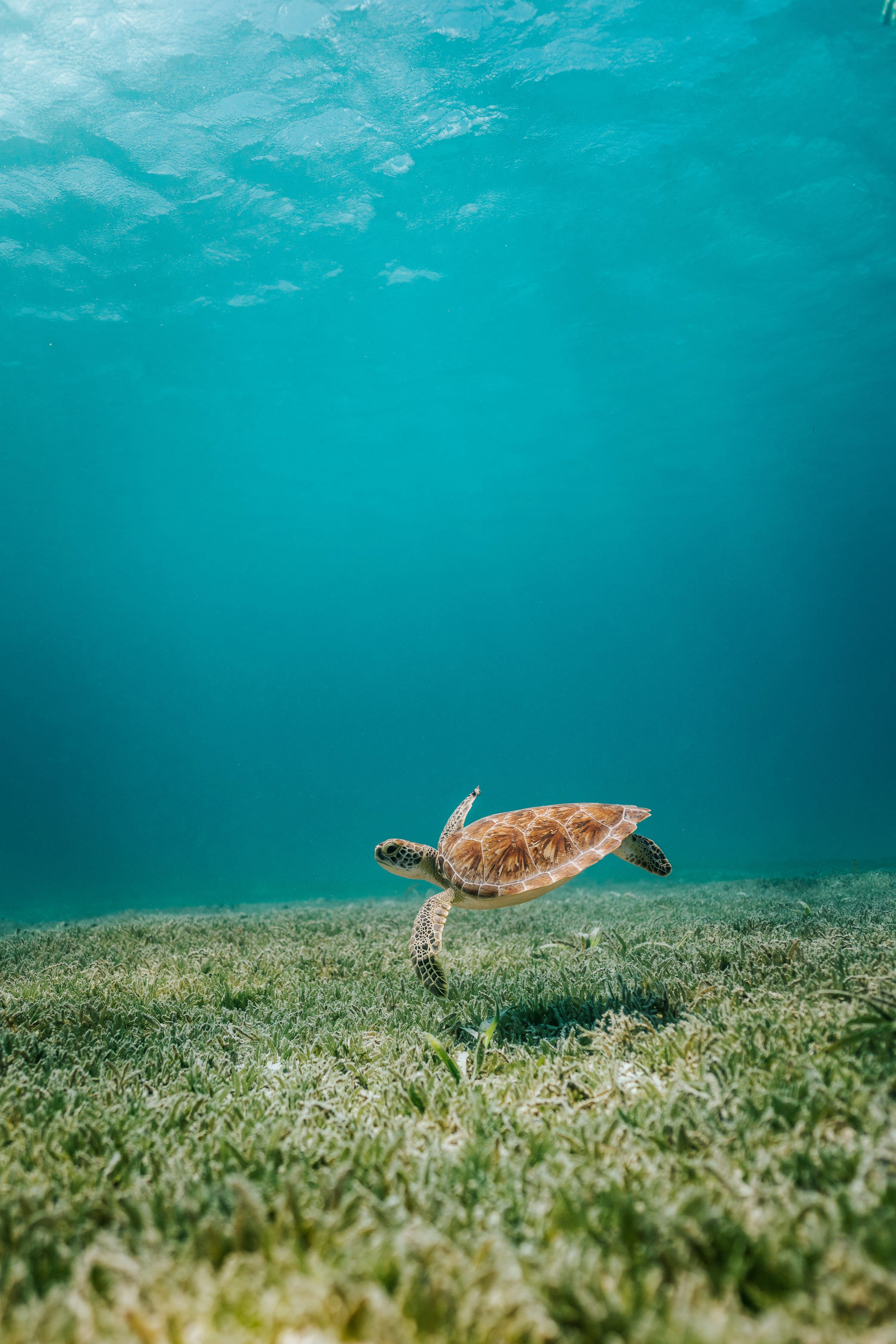 3000x4497 Brown turtle in body of water photo