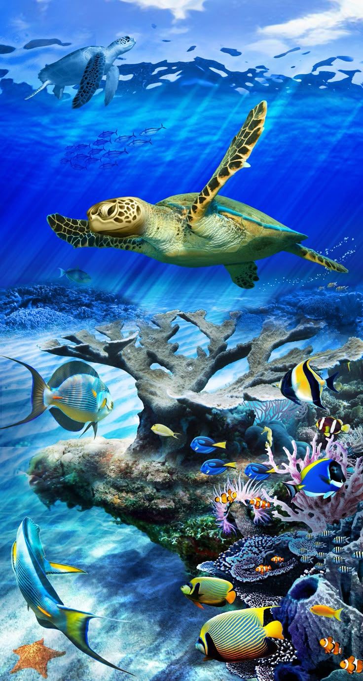 736x1380 Sea Turtle Reef Stained Glass Art. Wallpaper For Windows
