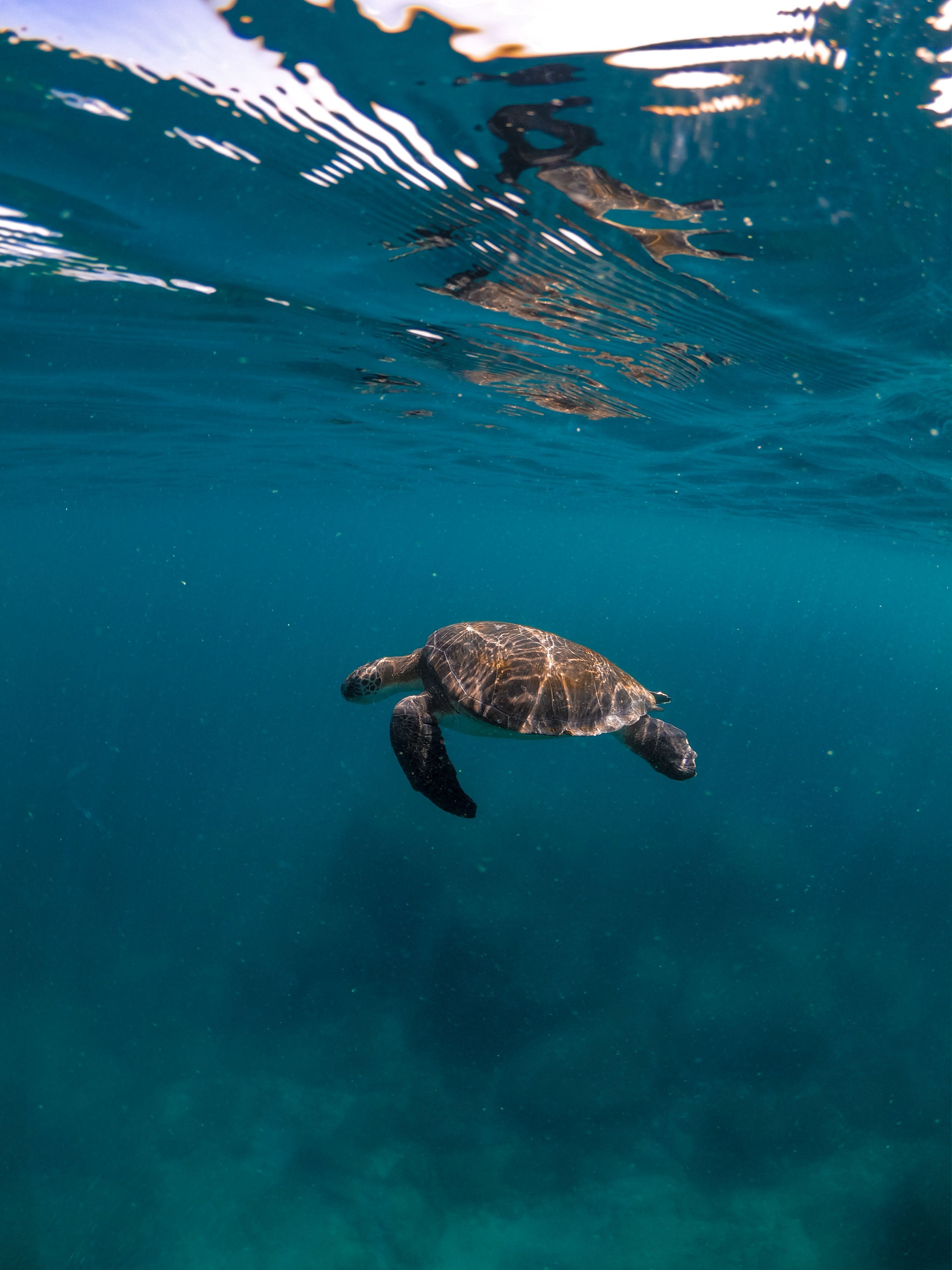 3000x4000 A Sea Turtle in Underwater · Free