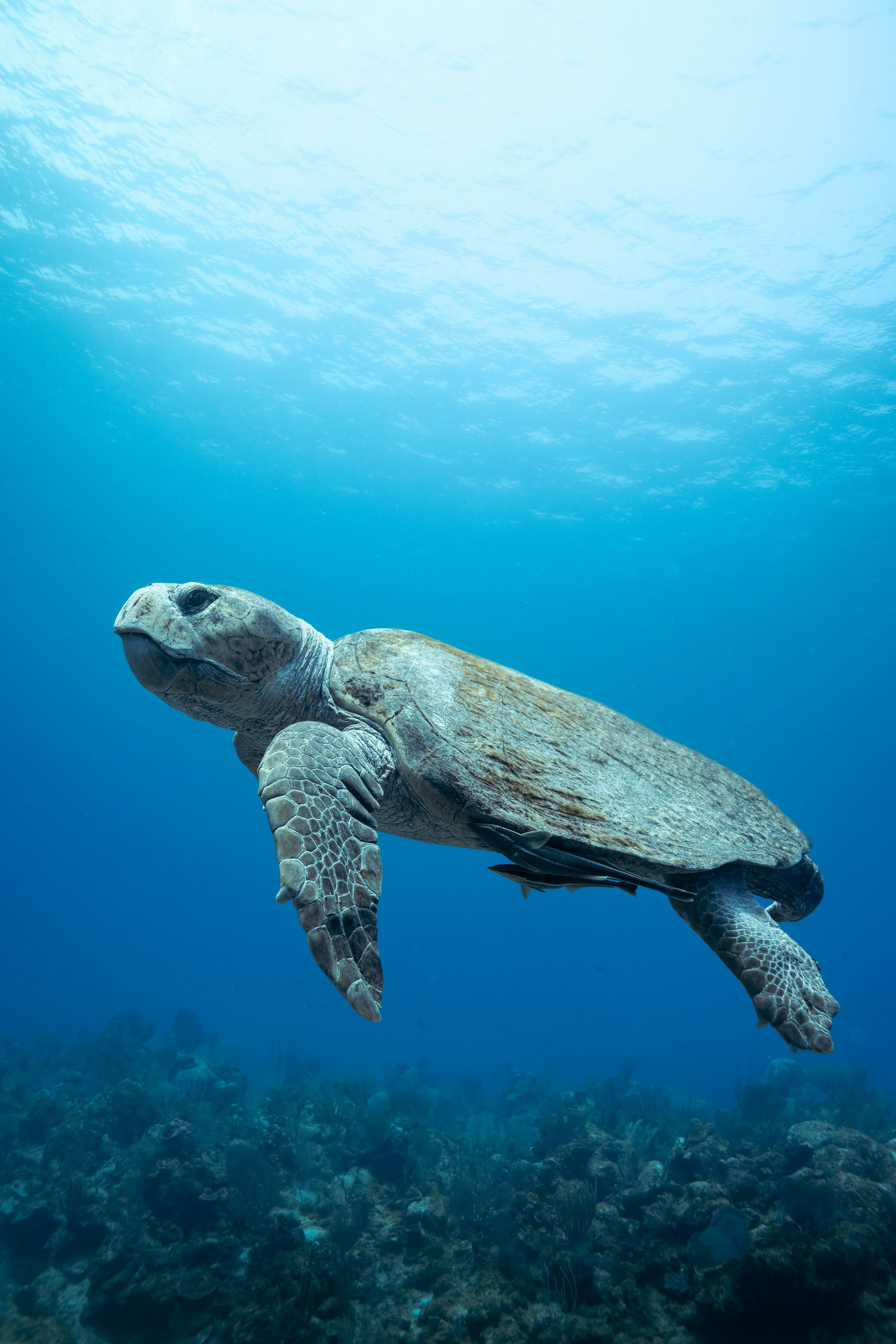 3000x4498 A sea turtle glides gracefullyan. photo