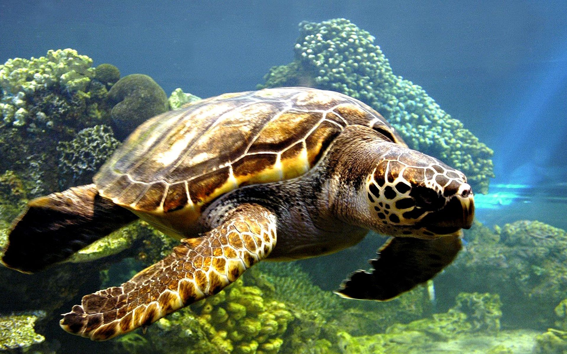 1920x1200 Phone wallpaper: Animal, Sea Turtle, Underwater 1502597