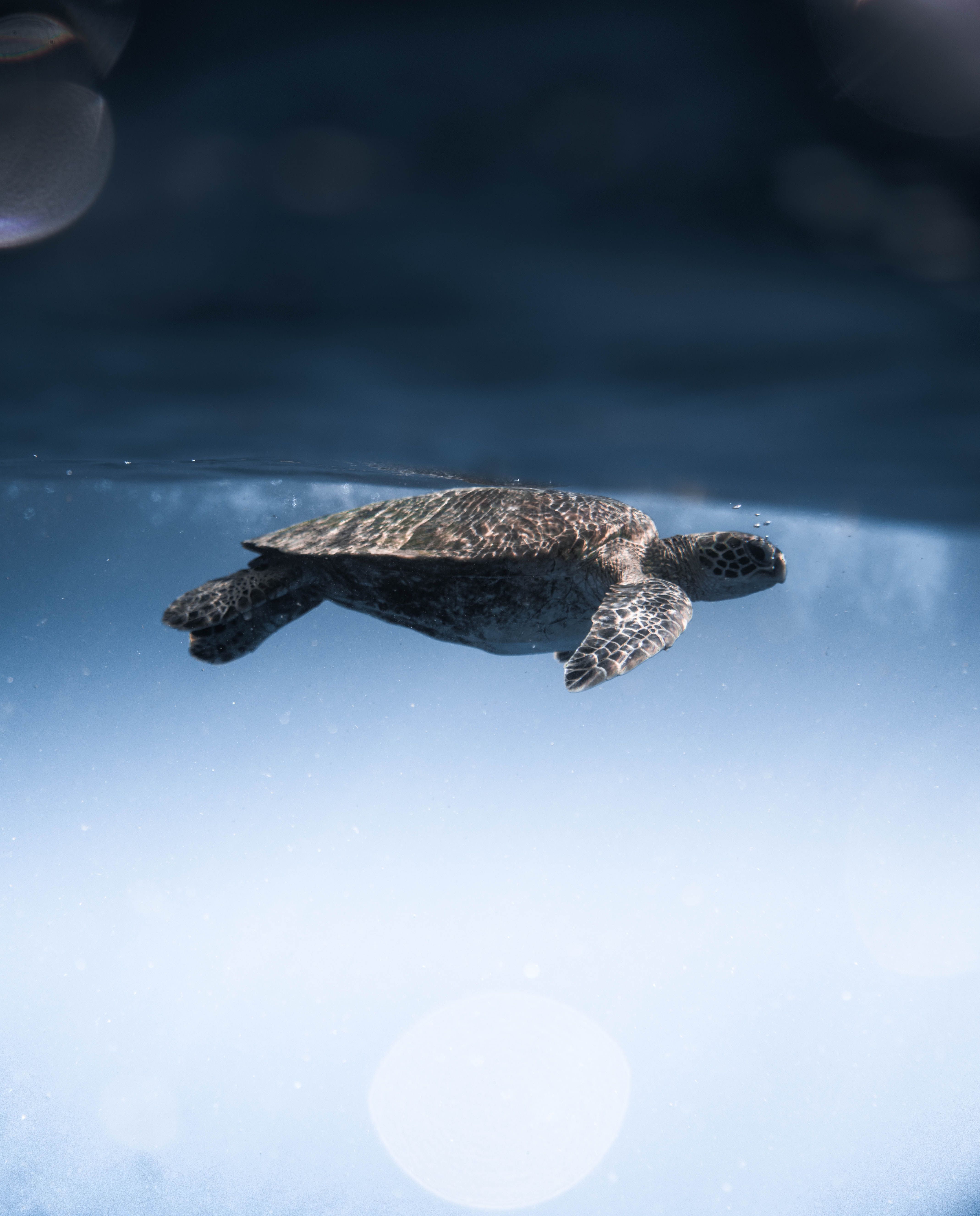 4277x5304 Turtle Underwater Photo, Download The BEST Free Turtle Underwater & HD Image