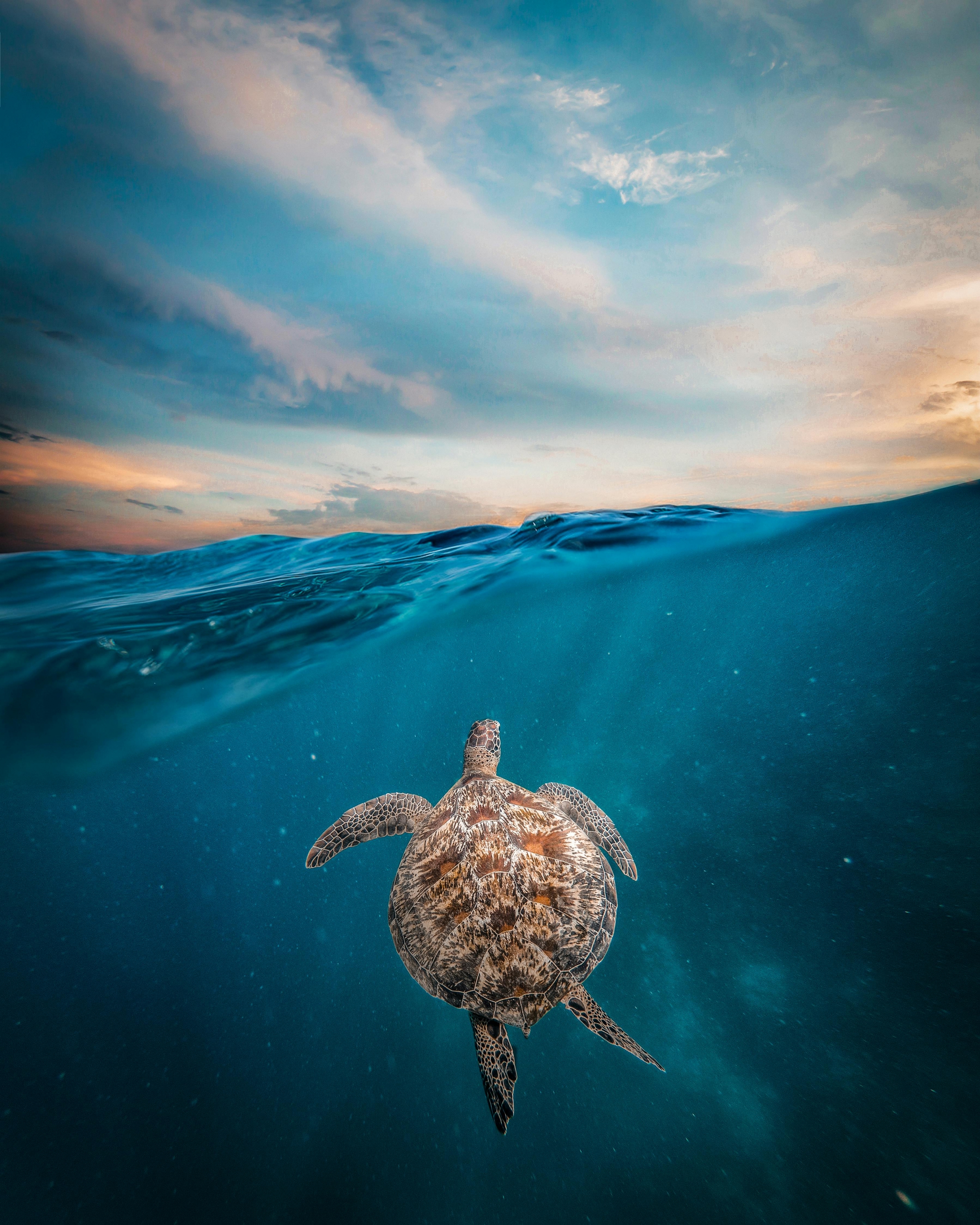 2500x3124 Turtle Swimming Underwater 4K