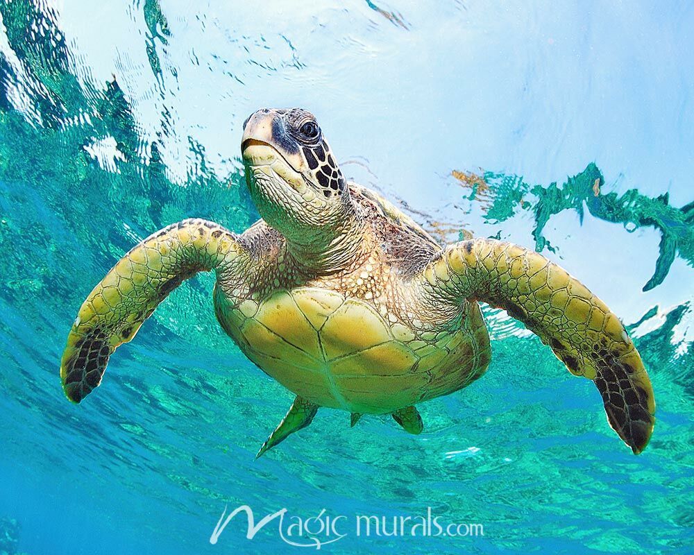 1000x800 Green Sea Turtle Swimming