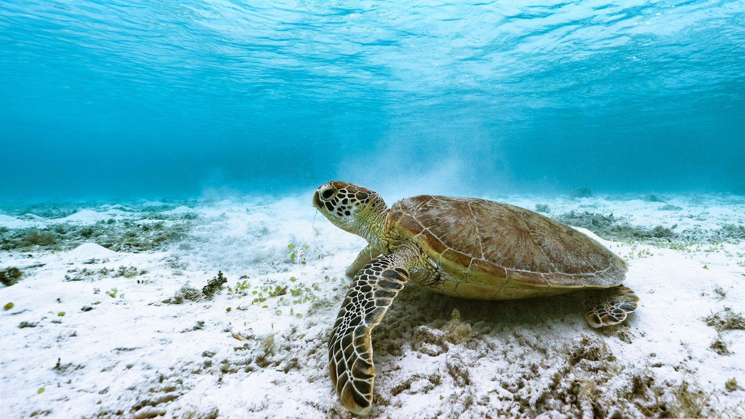 2560x1440 Sea Turtle Underwater 4K HD Turtle Wallpaper