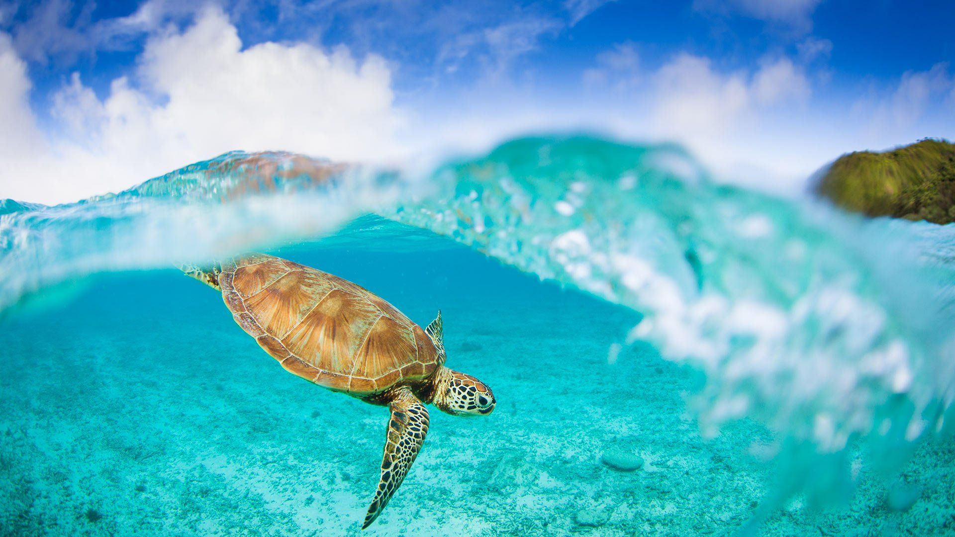 1920x1080 Majestic Sea Turtle HD Wallpaper: Ocean's Grace in Crystal Clear Watersx1080