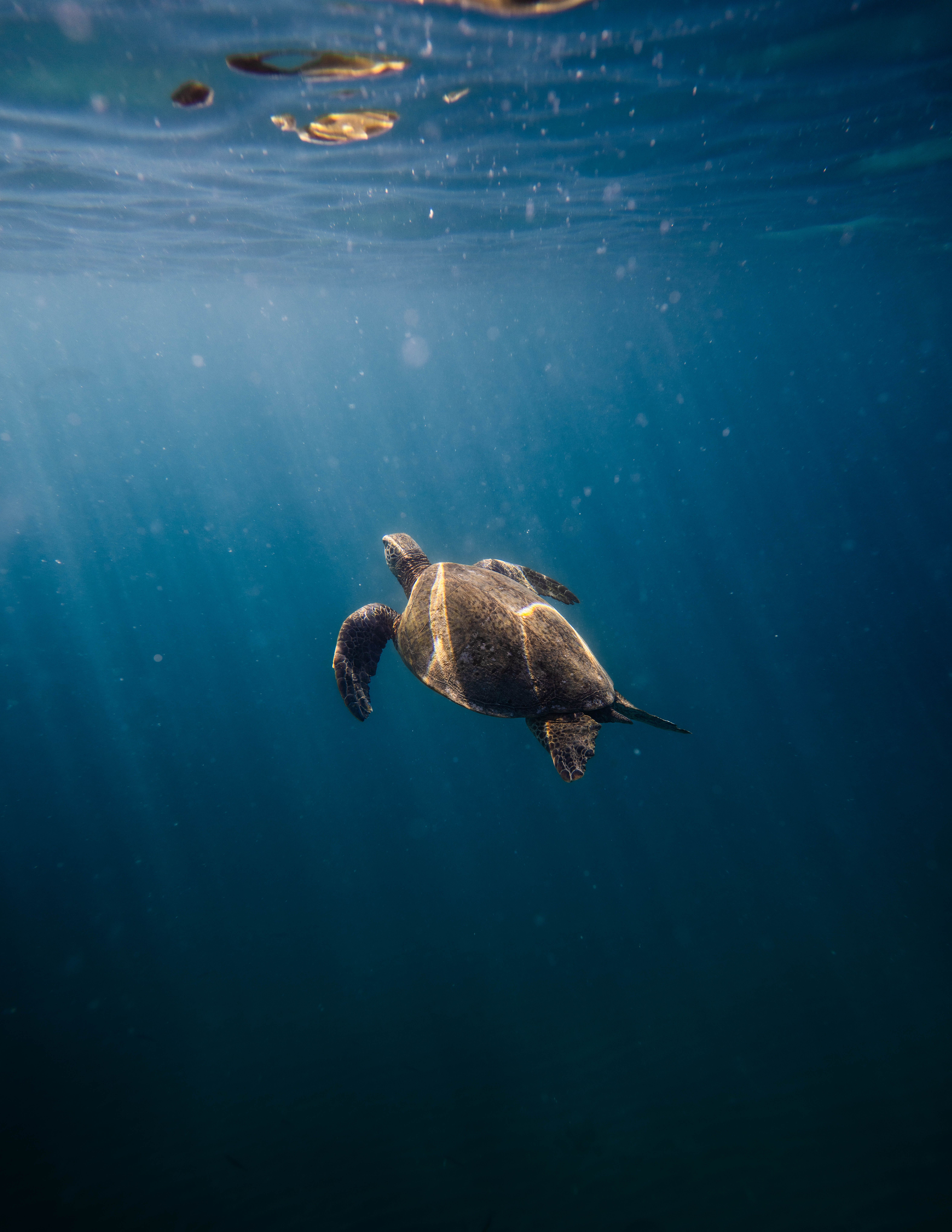 6299x8154 Sea turtle swimming underwater in Hawaii's ocean · Free