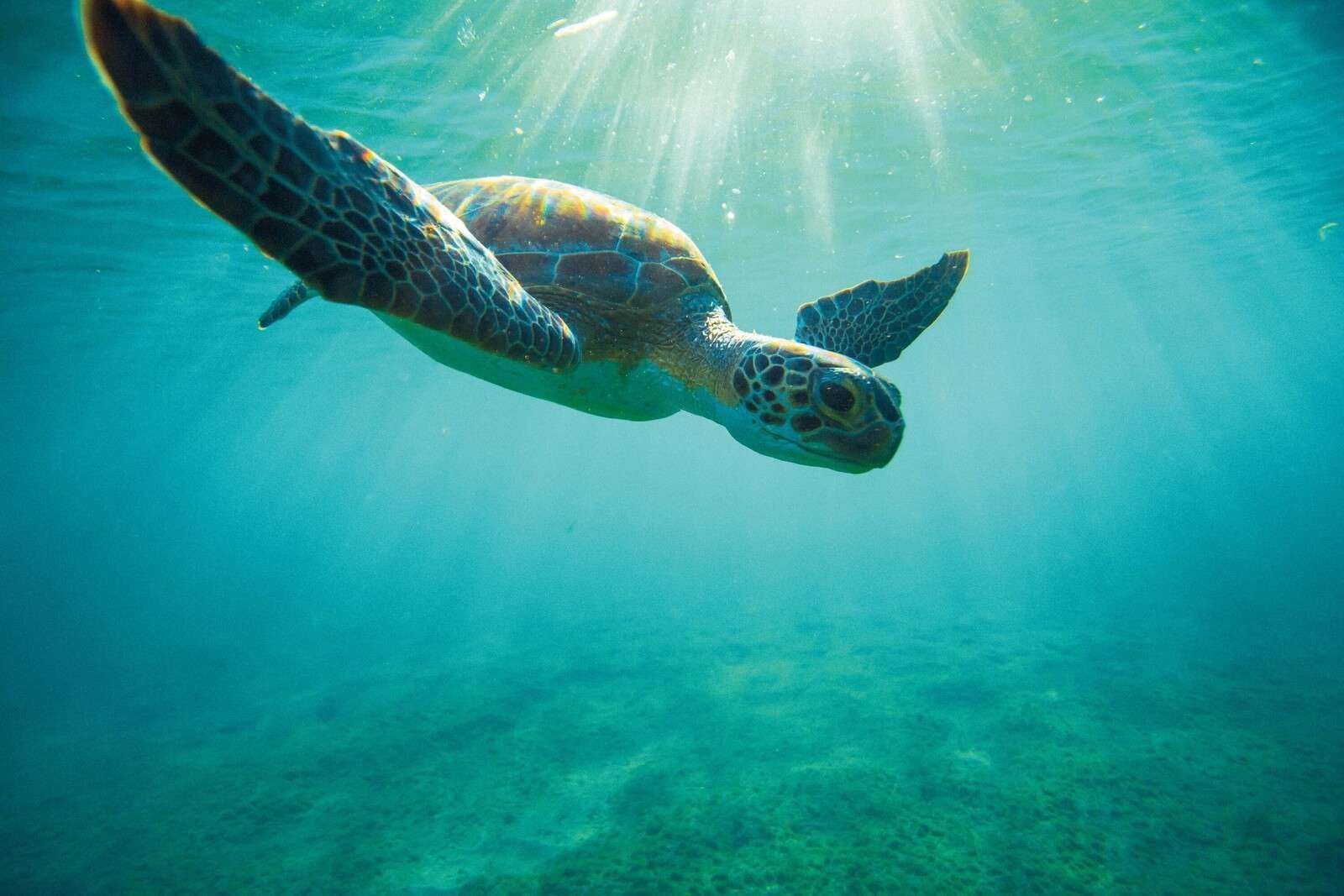 1600x1067 Wall Mural turtle in sunbeams underwater