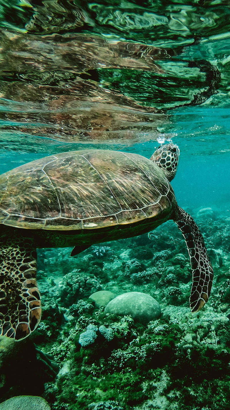800x1422 Turtle underwater, water, greenish, aquatic view, background, lockscreen, HD phone wallpaper