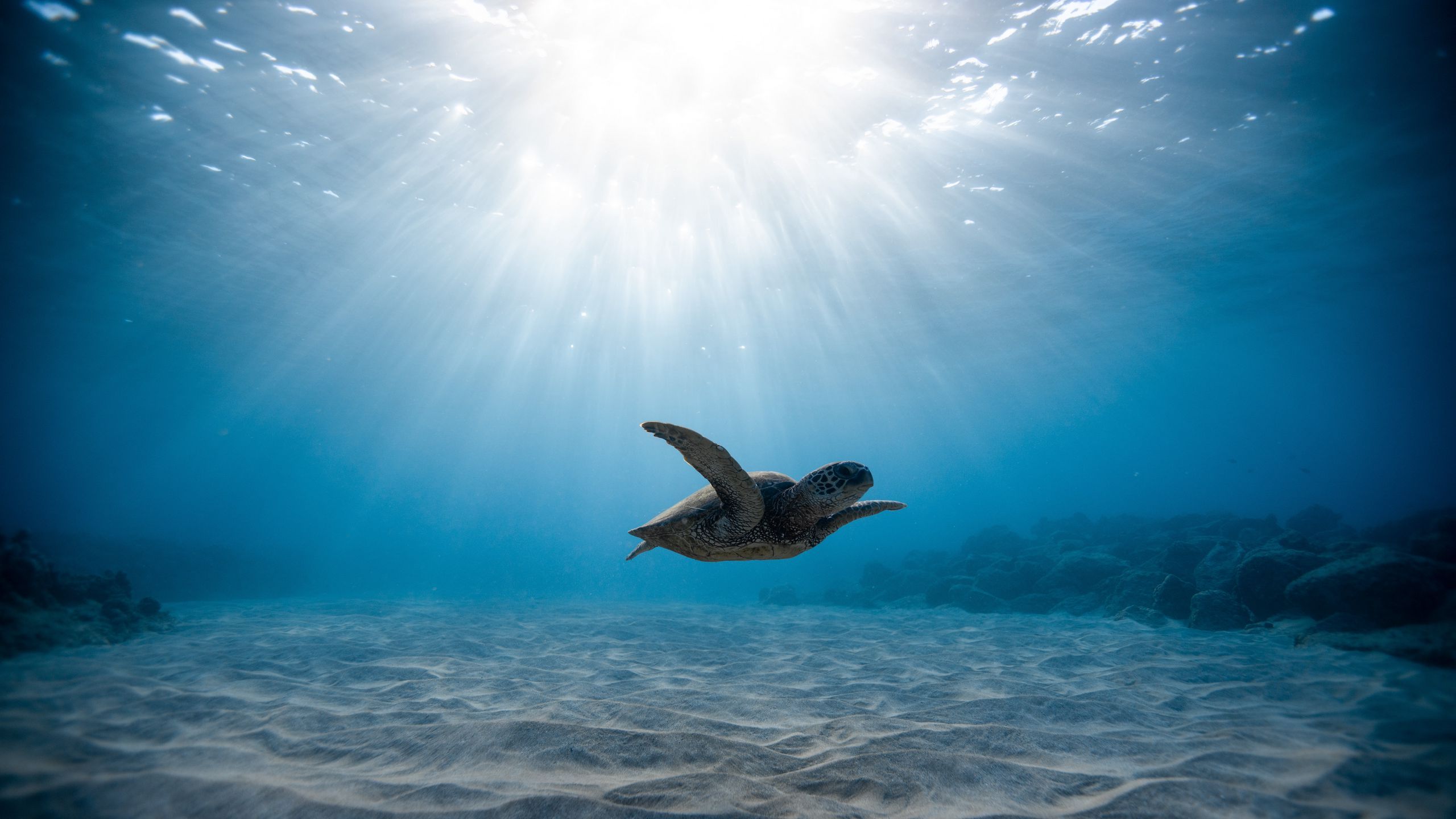 2560x1440 Download wallpaper 2560x1440 sea turtle, turtle, underwater world, swimming widescreen 16:9 HD background