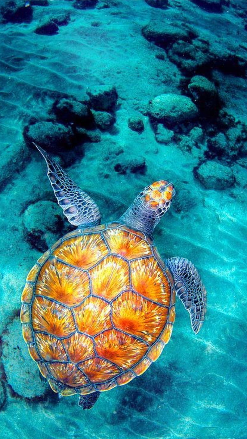 800x1422 Turtle, animal, beach, blue, creatures, ocean, sea, turtles, HD phone wallpaper