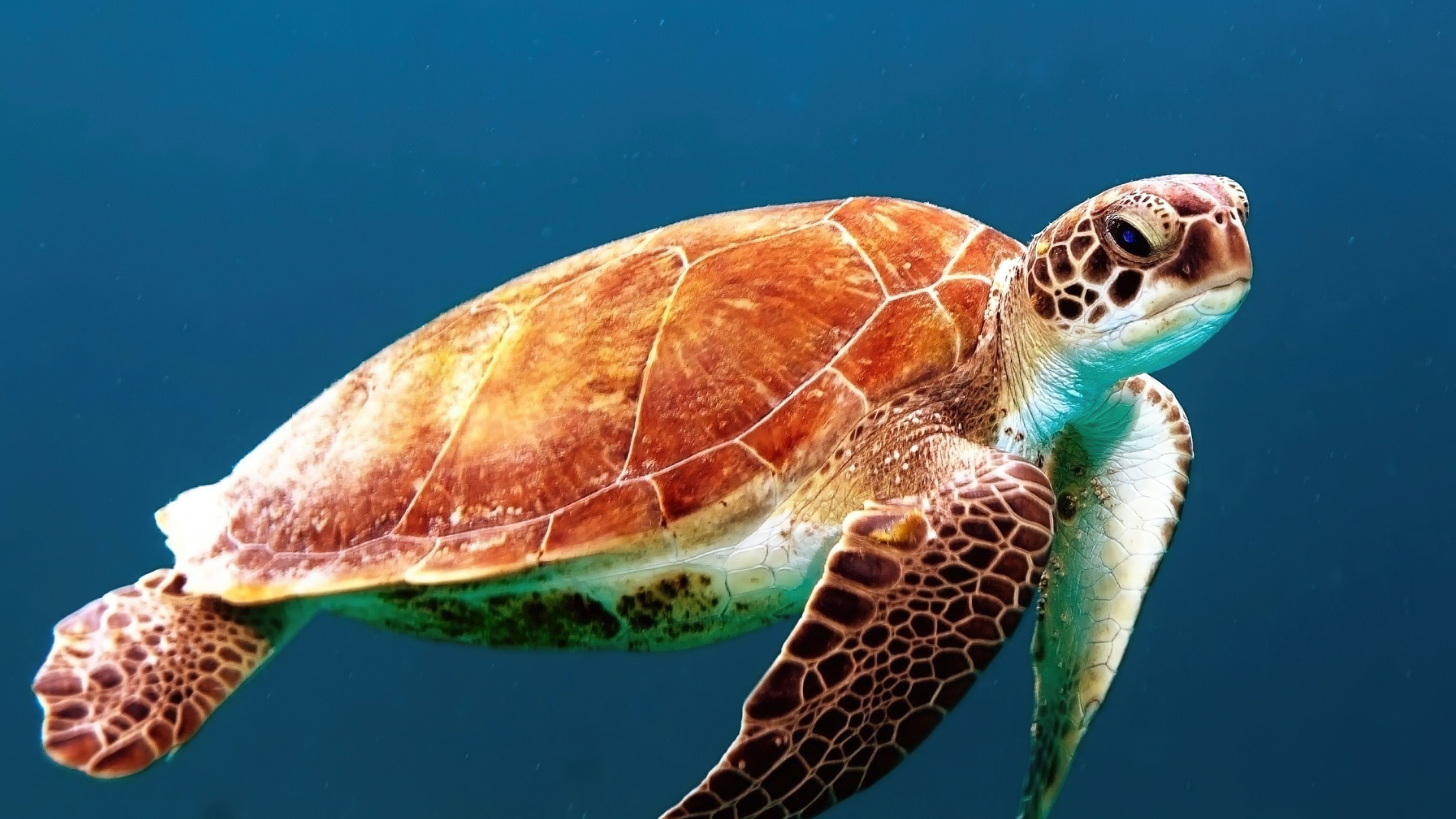 3840x2160 Sea Turtle Wallpaper 4K, Underwater, Sea Life
