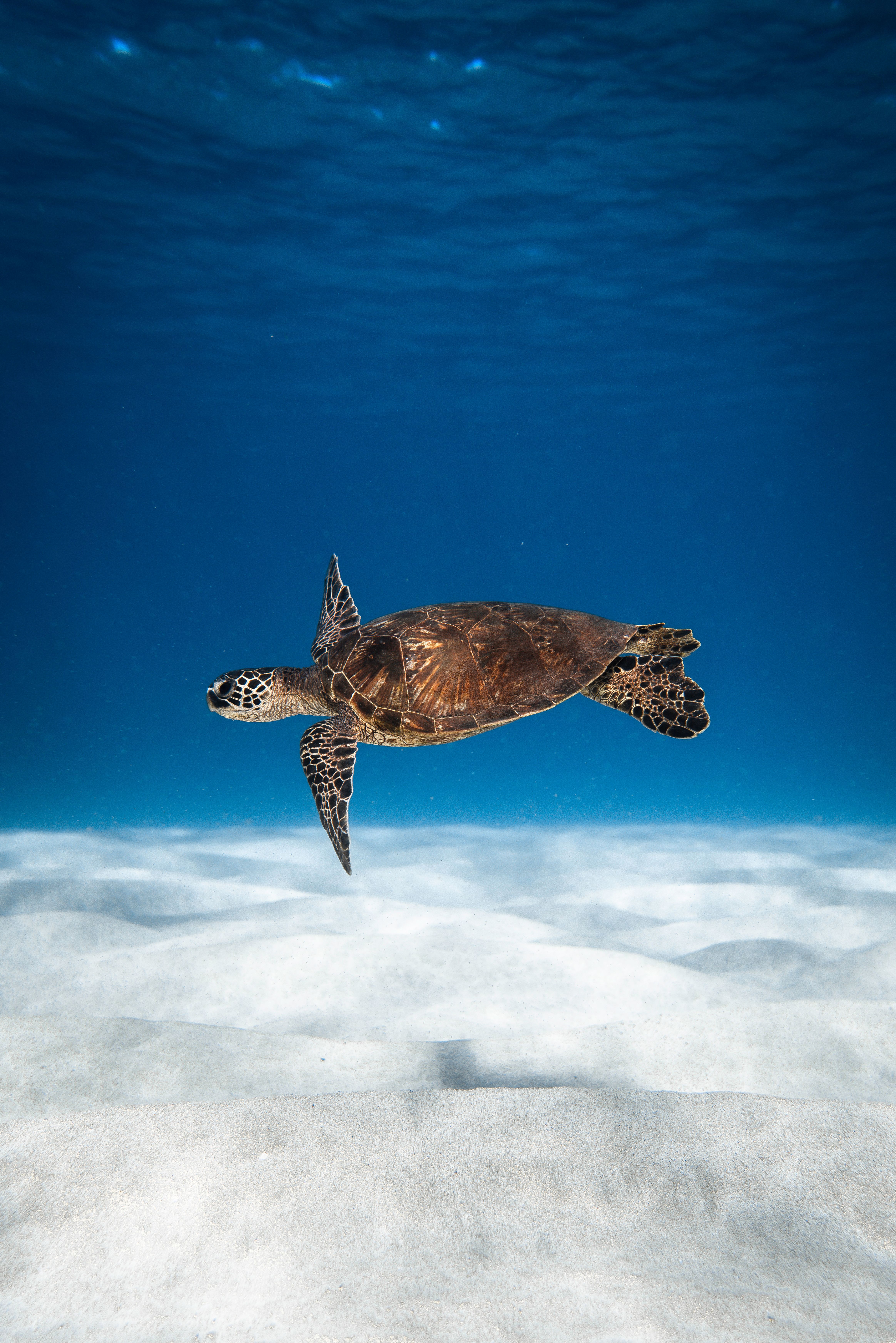 4656x6980 Turtle Underwater Photo, Download The BEST Free Turtle Underwater & HD Image