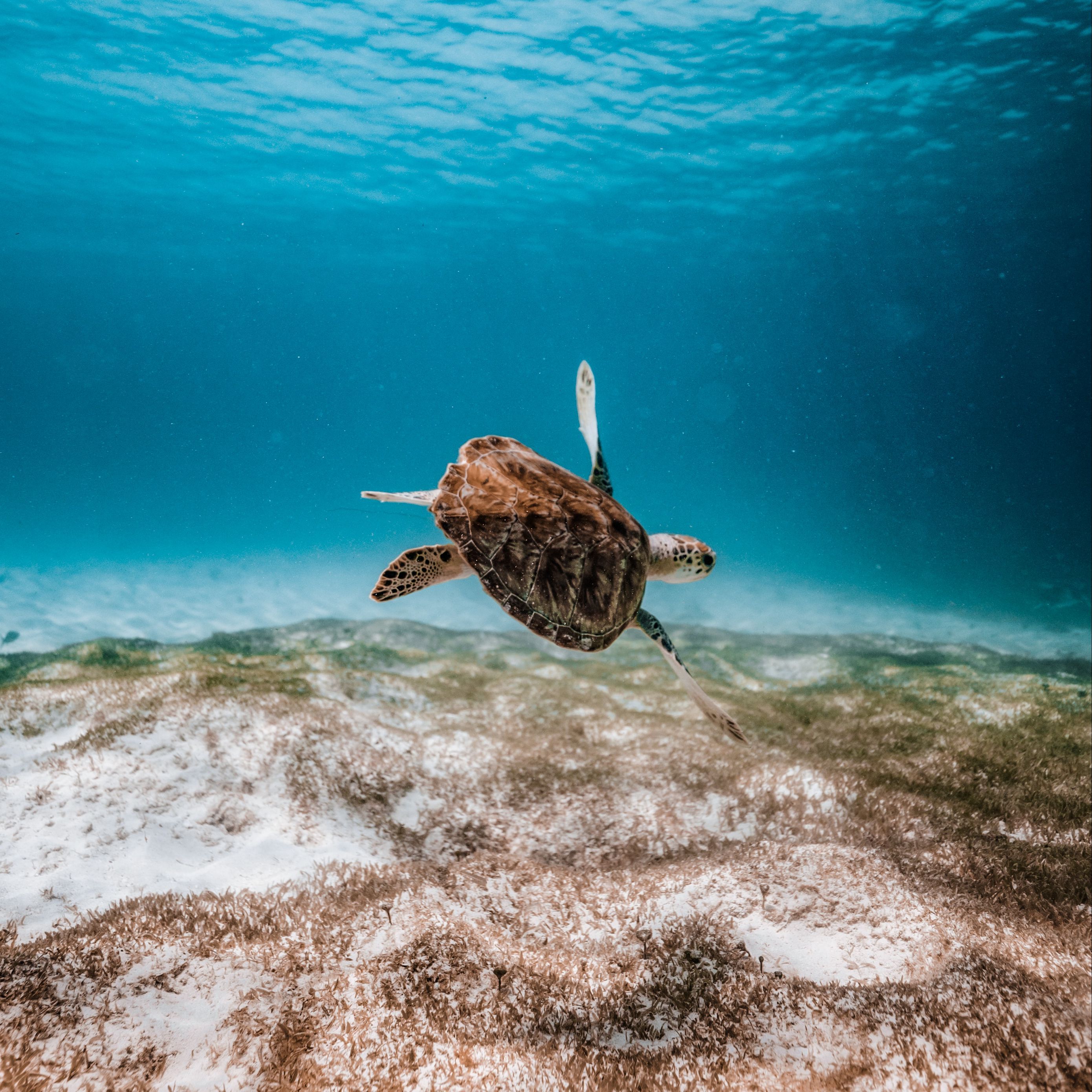 2780x2780 Download wallpaper 2780x2780 turtle, underwater, water, sea ipad air, ipad air ipad ipad ipad mini ipad mini ipad mini ipad pro 9.7 for parallax HD background