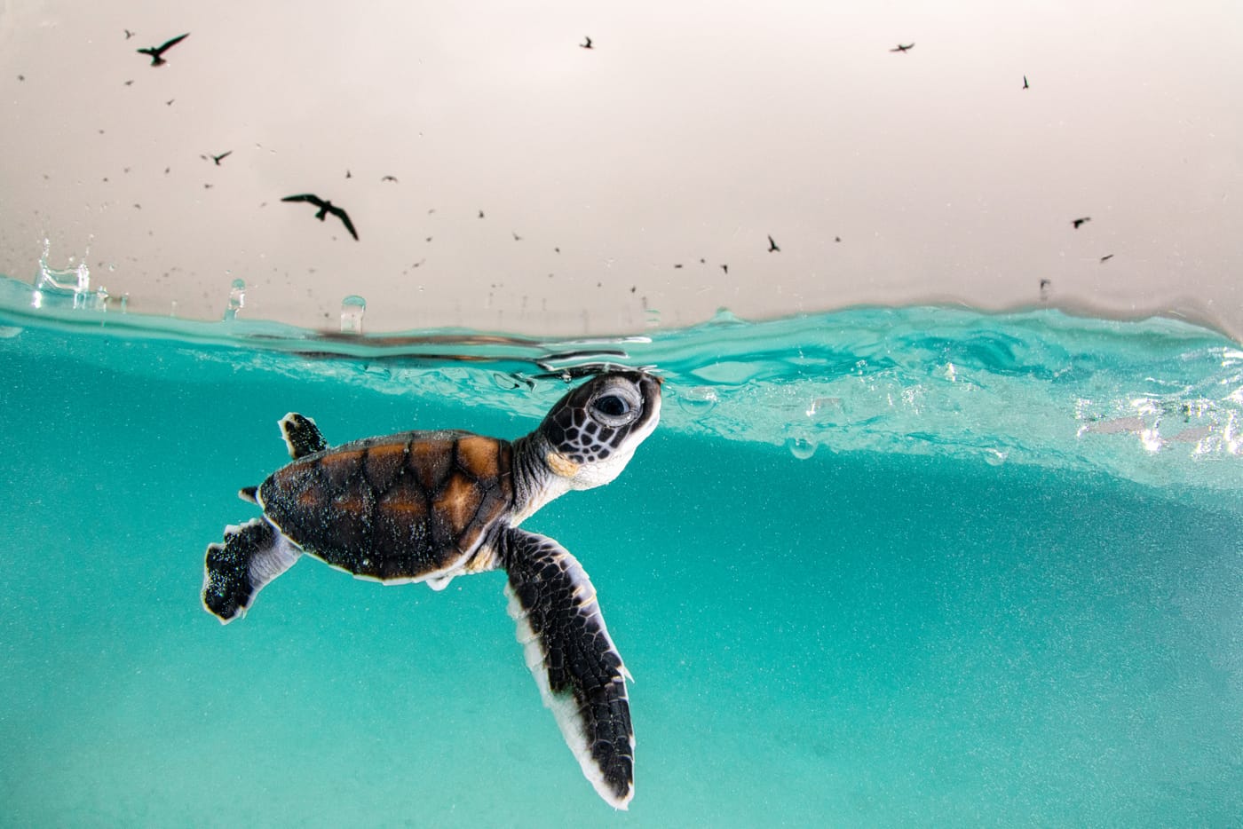 1400x934 An Unbelievably Tiny Turtle And Other Stunning Underwater Photo