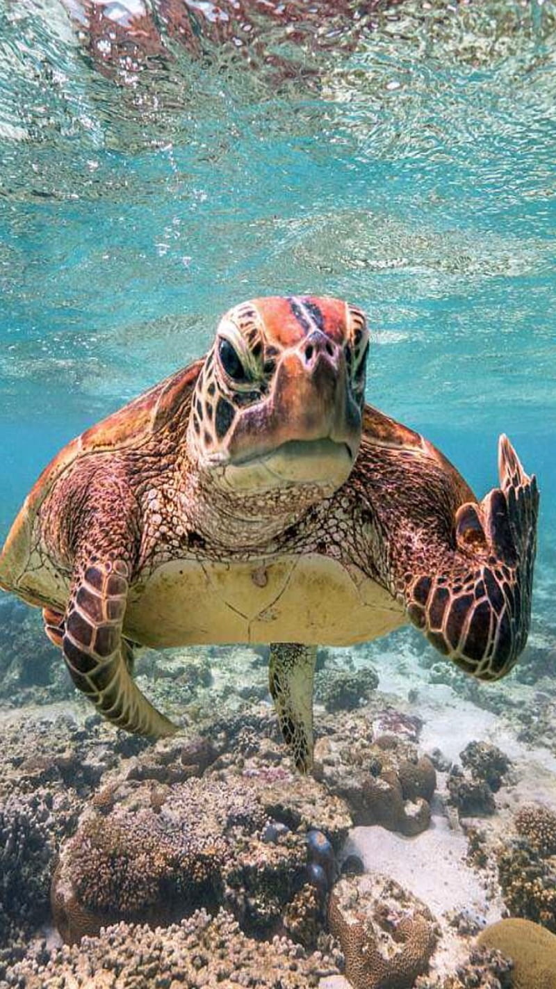 800x1422 Coral guard, sea, turtle, HD phone wallpaper