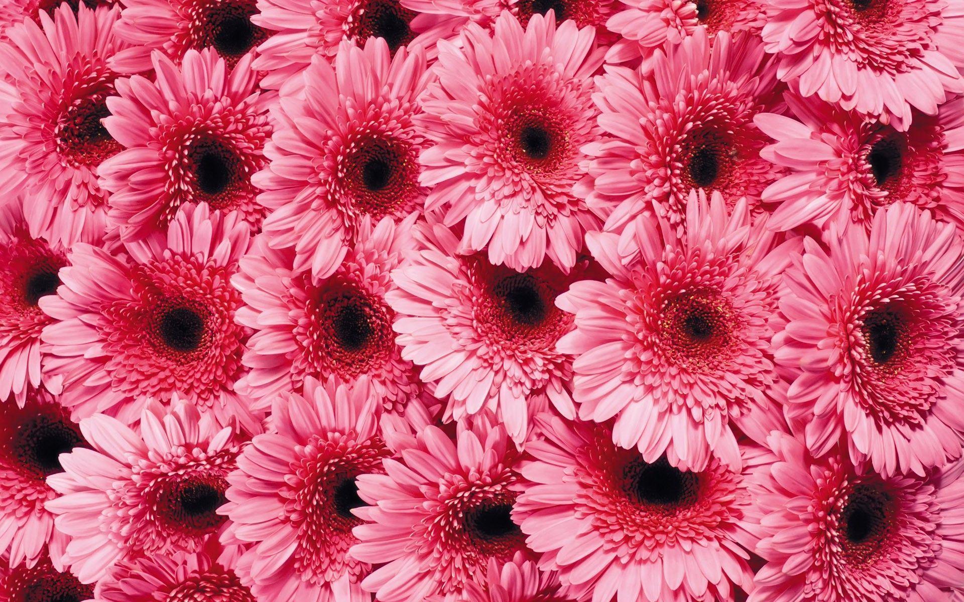Premium Photo  Two pink gerbera daisy flowers on a gray background