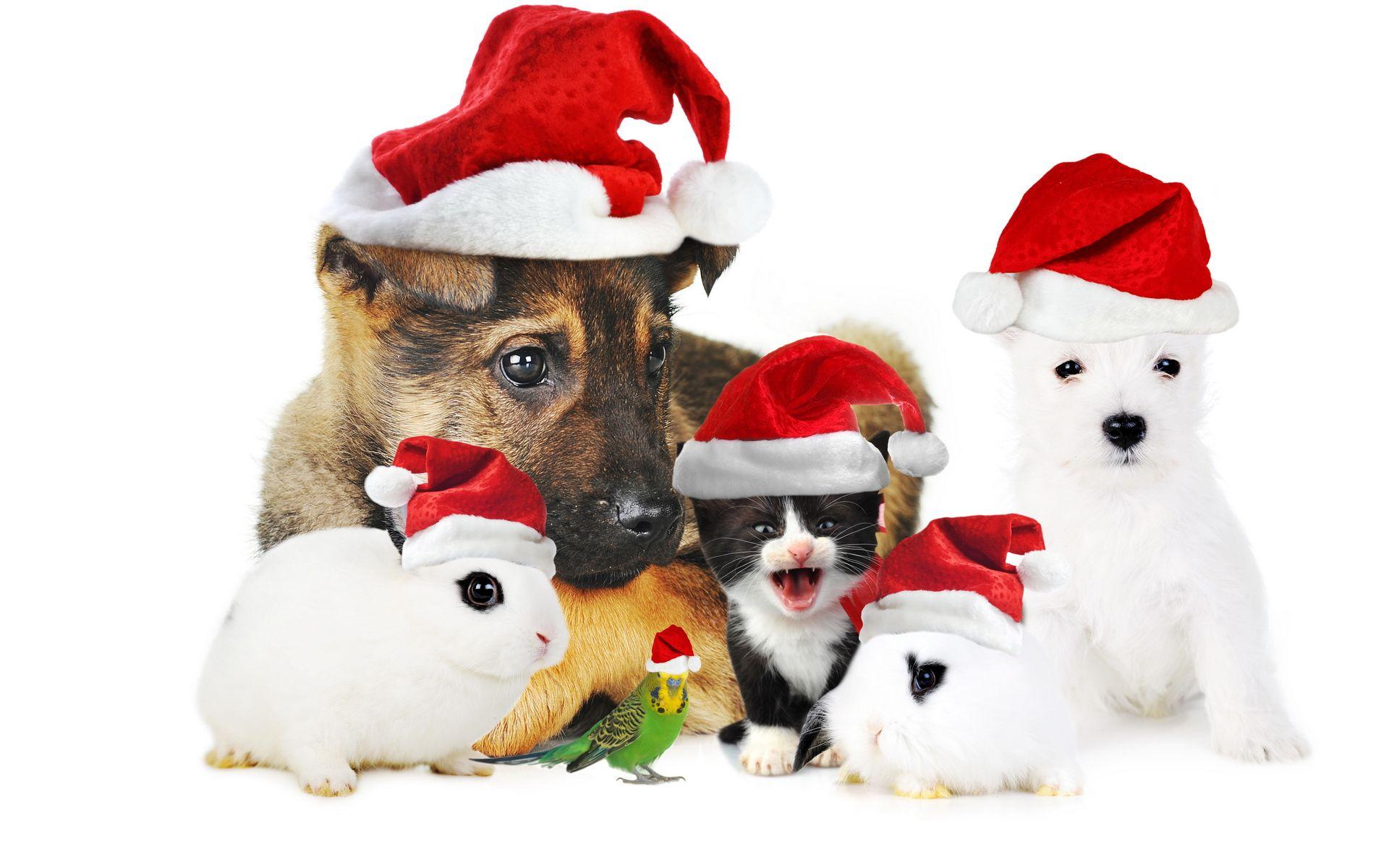 Christmas Dog iPhone 6S Plus Wallpaper  Gallery Yopriceville   HighQuality Free Images and Transparent PNG Clipart