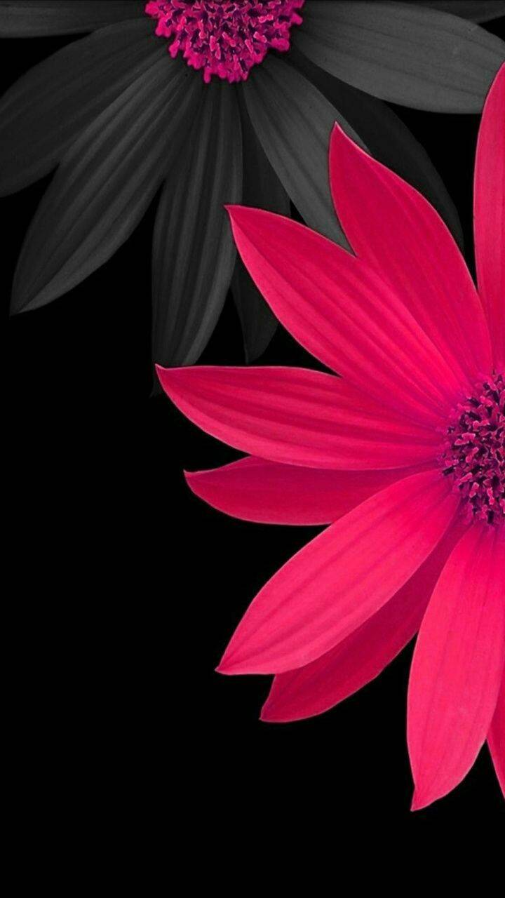 720x1280 Hot Pink Daisy wallpaper