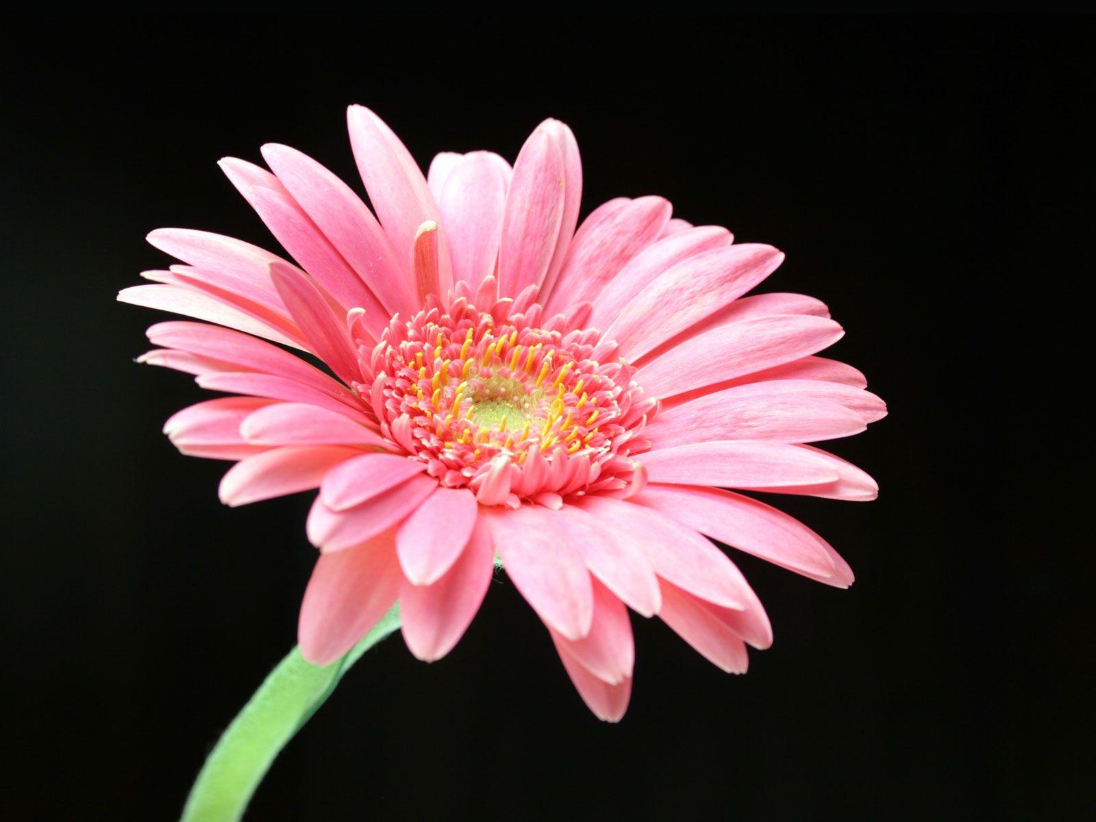 1600x1200 Pink Daisy # 1600x1200. All For Desktop