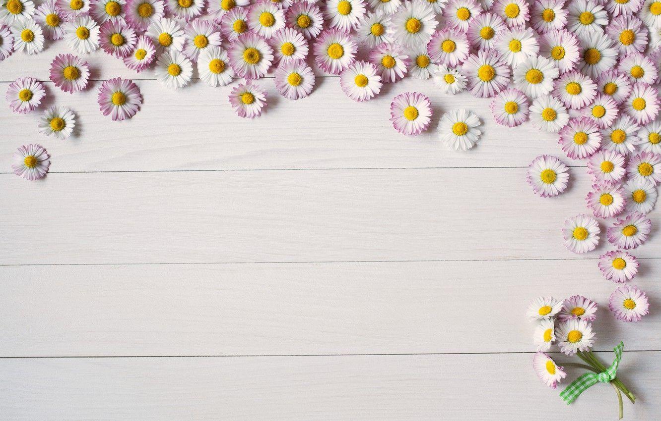 1332x850 Wallpaper background, Board, summer, flower, pink, Daisy image for desktop, section цветы