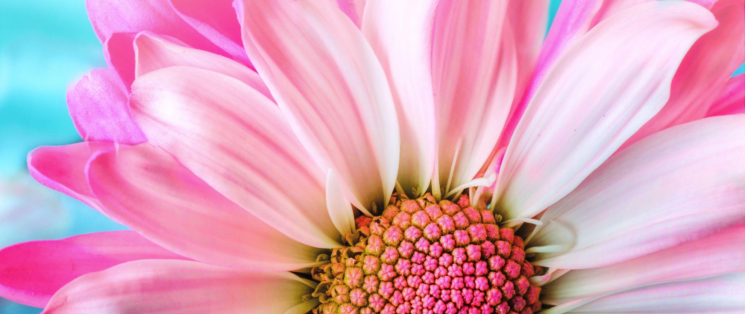 2560x1080 Download 2560x1080 wallpaper close up, pink daisy, bloom, dual wide, widescreen, 2560x1080 HD image, background, 2708