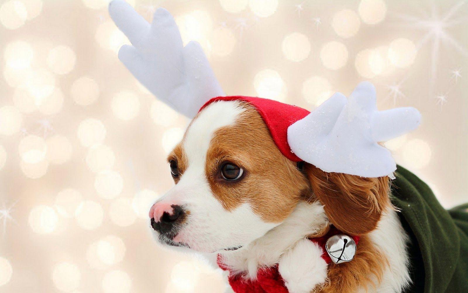 Những chú chó dễ thương christmas cute dogs đáng yêu trong mùa Giáng sinh