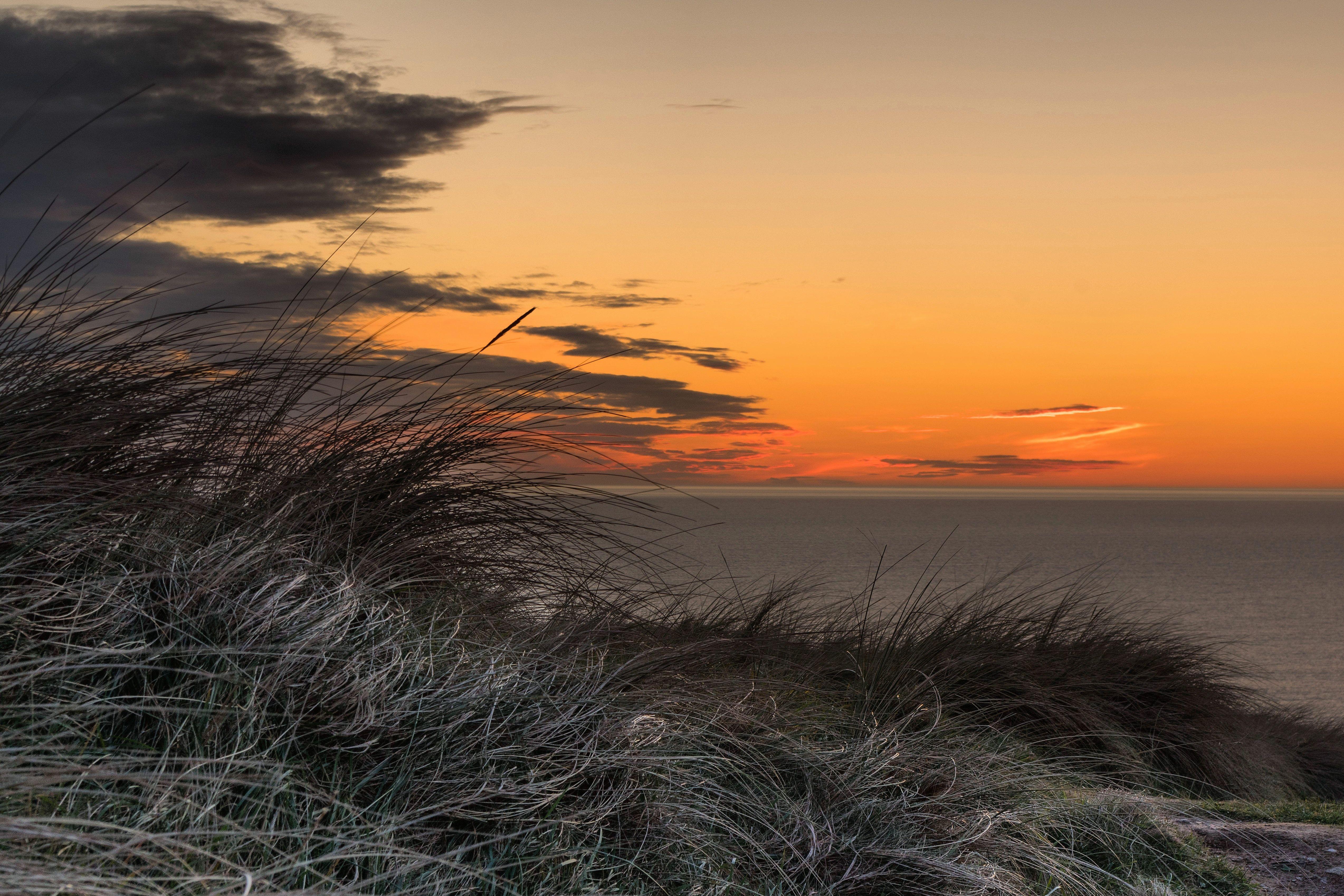 5094x3397 Grass Golden Sunset 5k, HD Nature, 4k Wallpaper, Image, Background, Photo and Picture