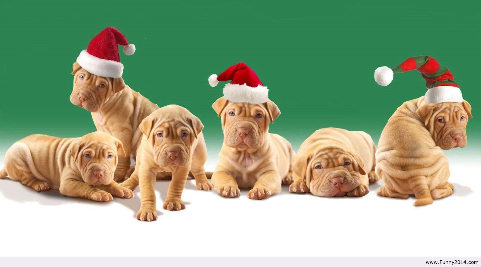 1584x879 Christmas animal wallpaper HD. Christmas Is Coming !